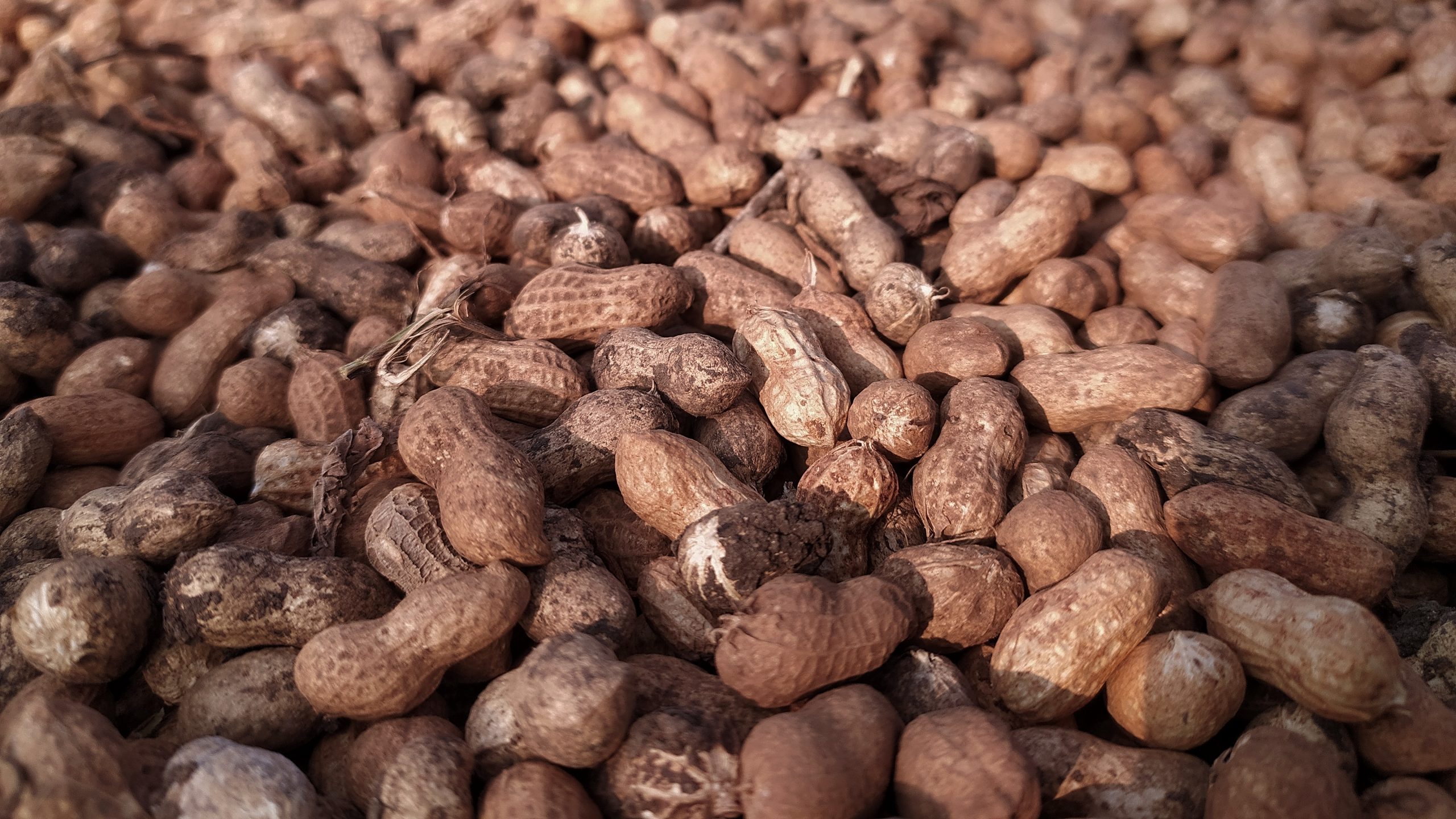 A pile of groundnuts