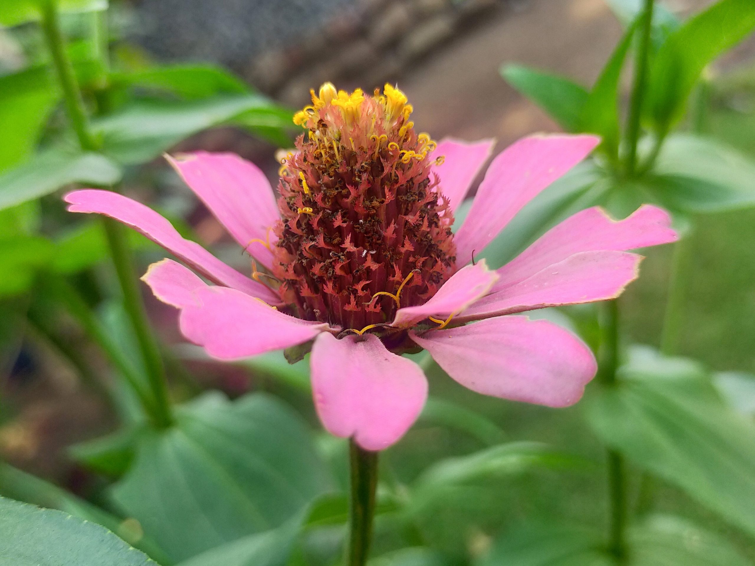 A pink flower