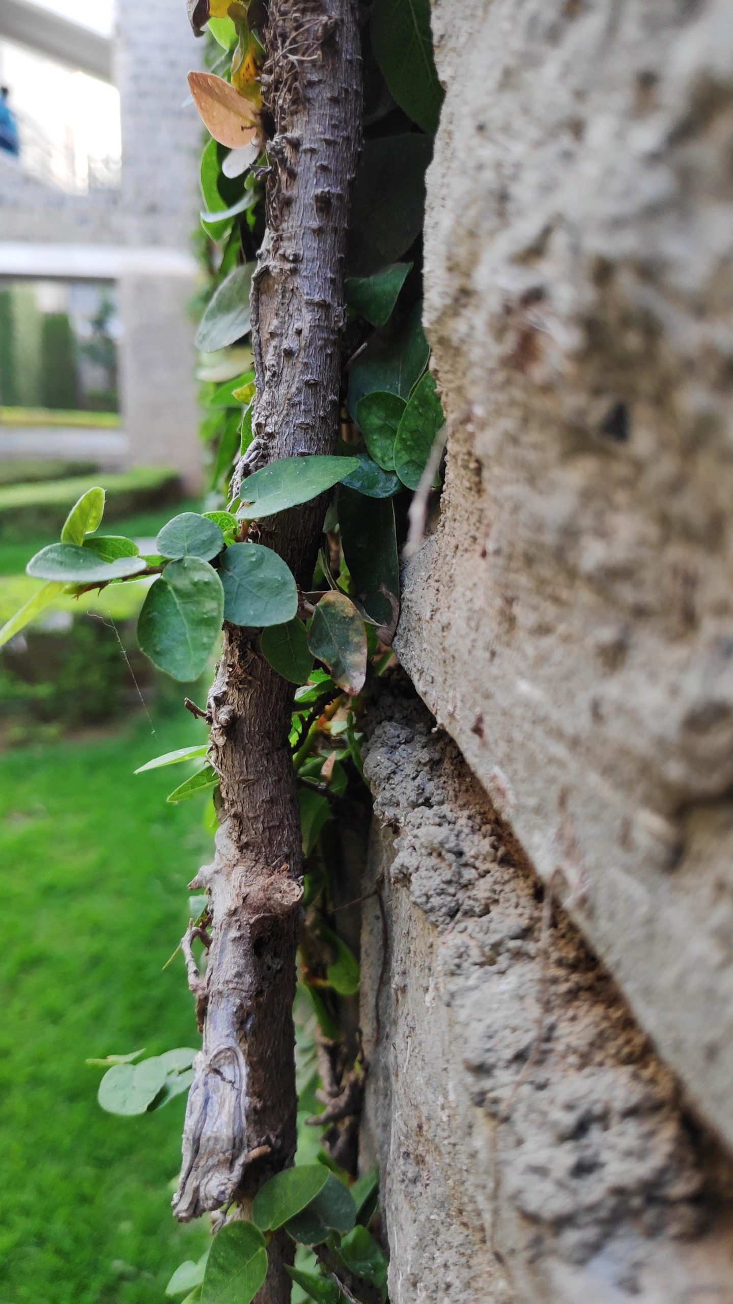 A plant growing with a wall