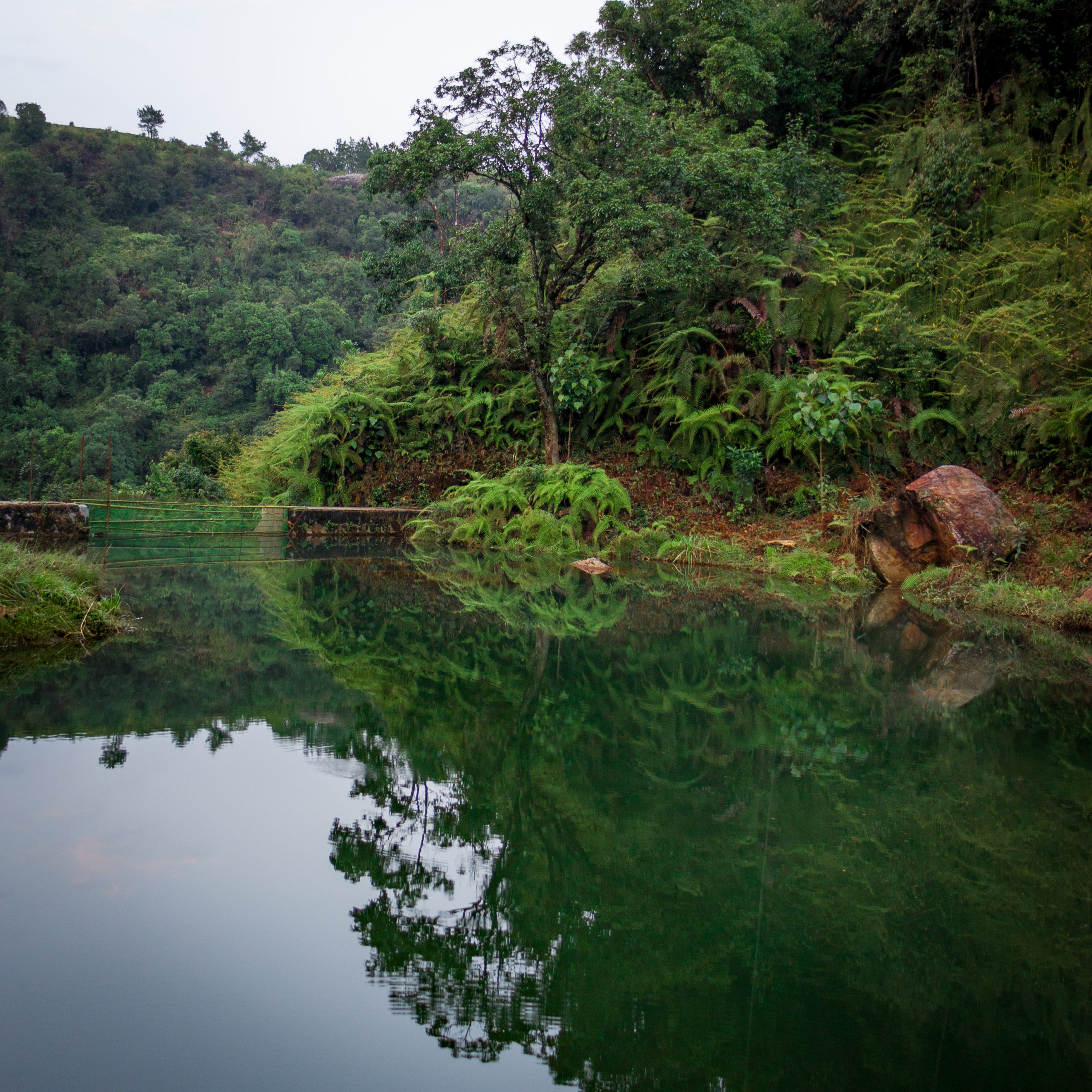 A pond in jungle