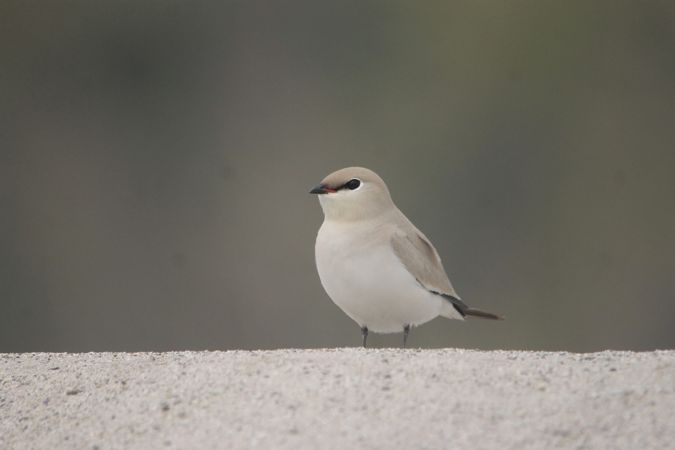 A pratincole