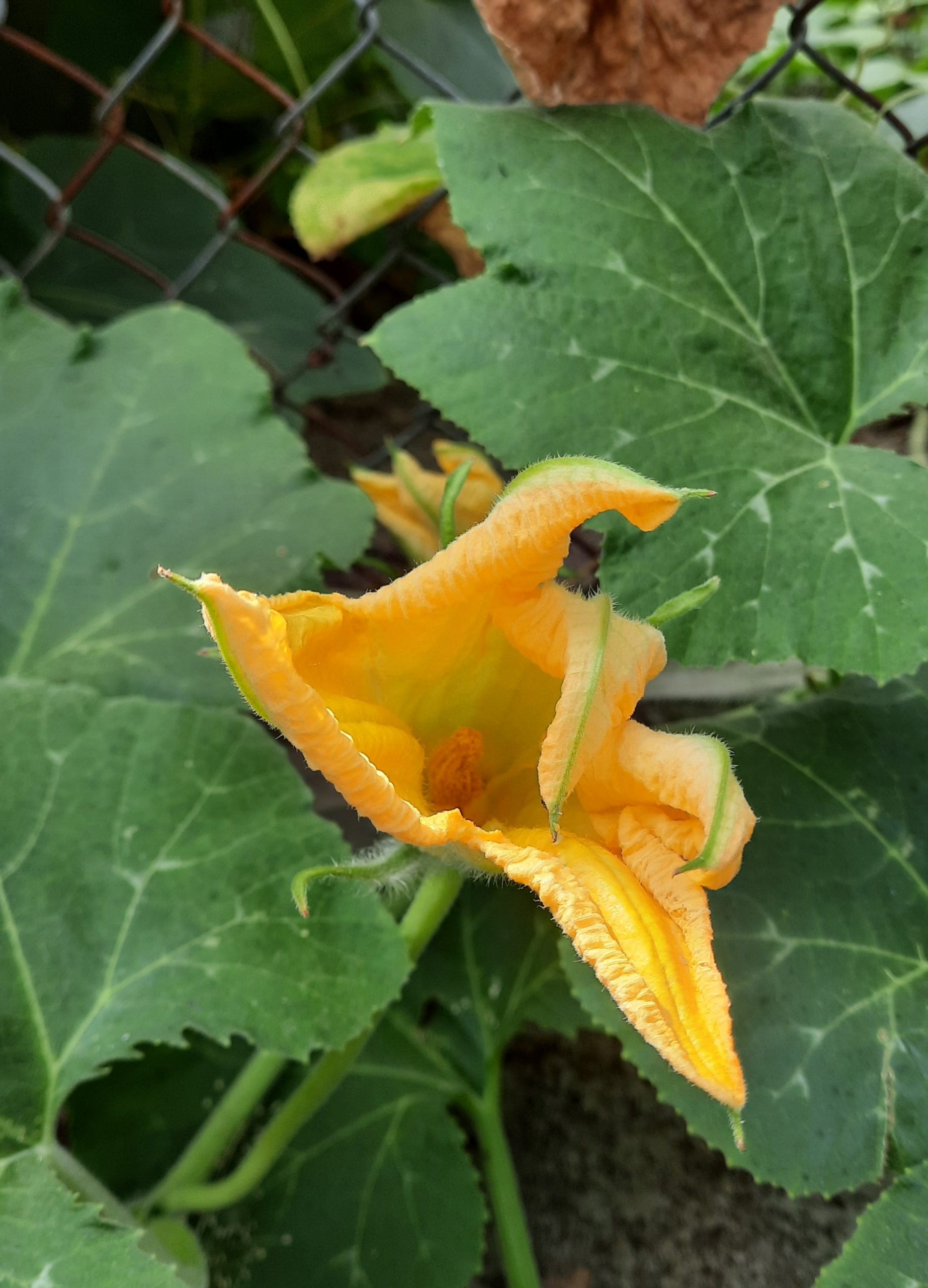 A pumpkin flower