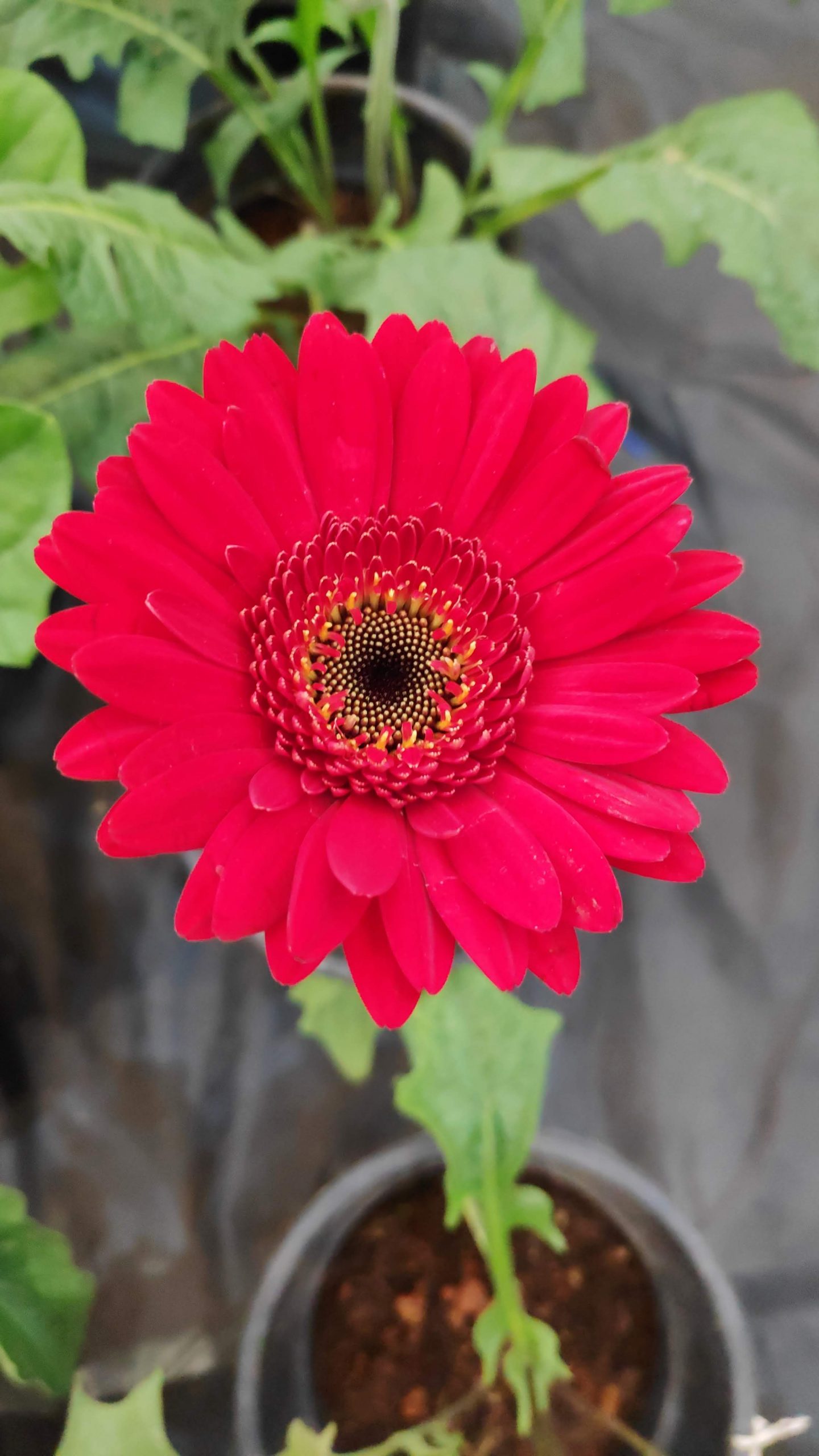A red daisy flower