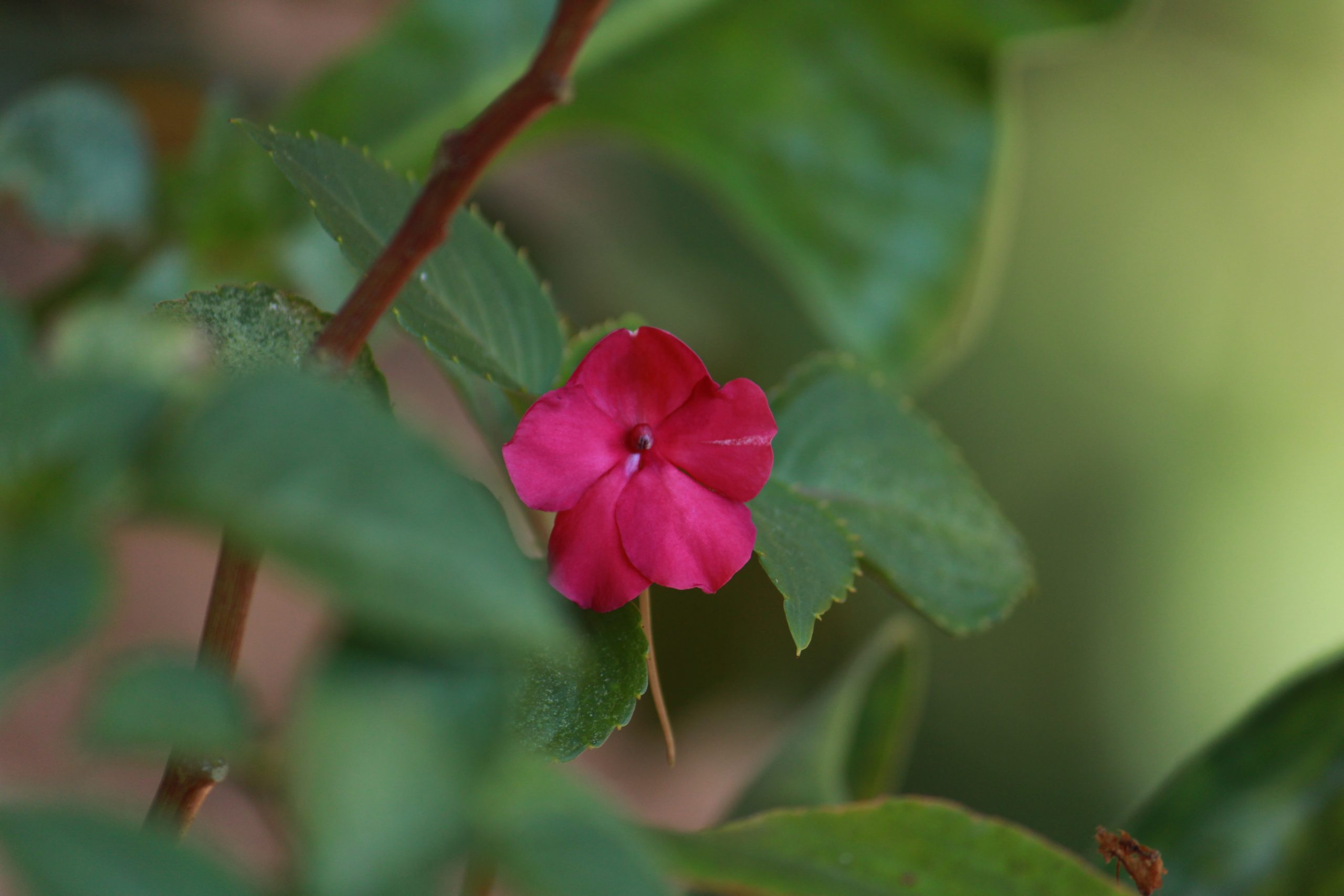 A red flower on a plant