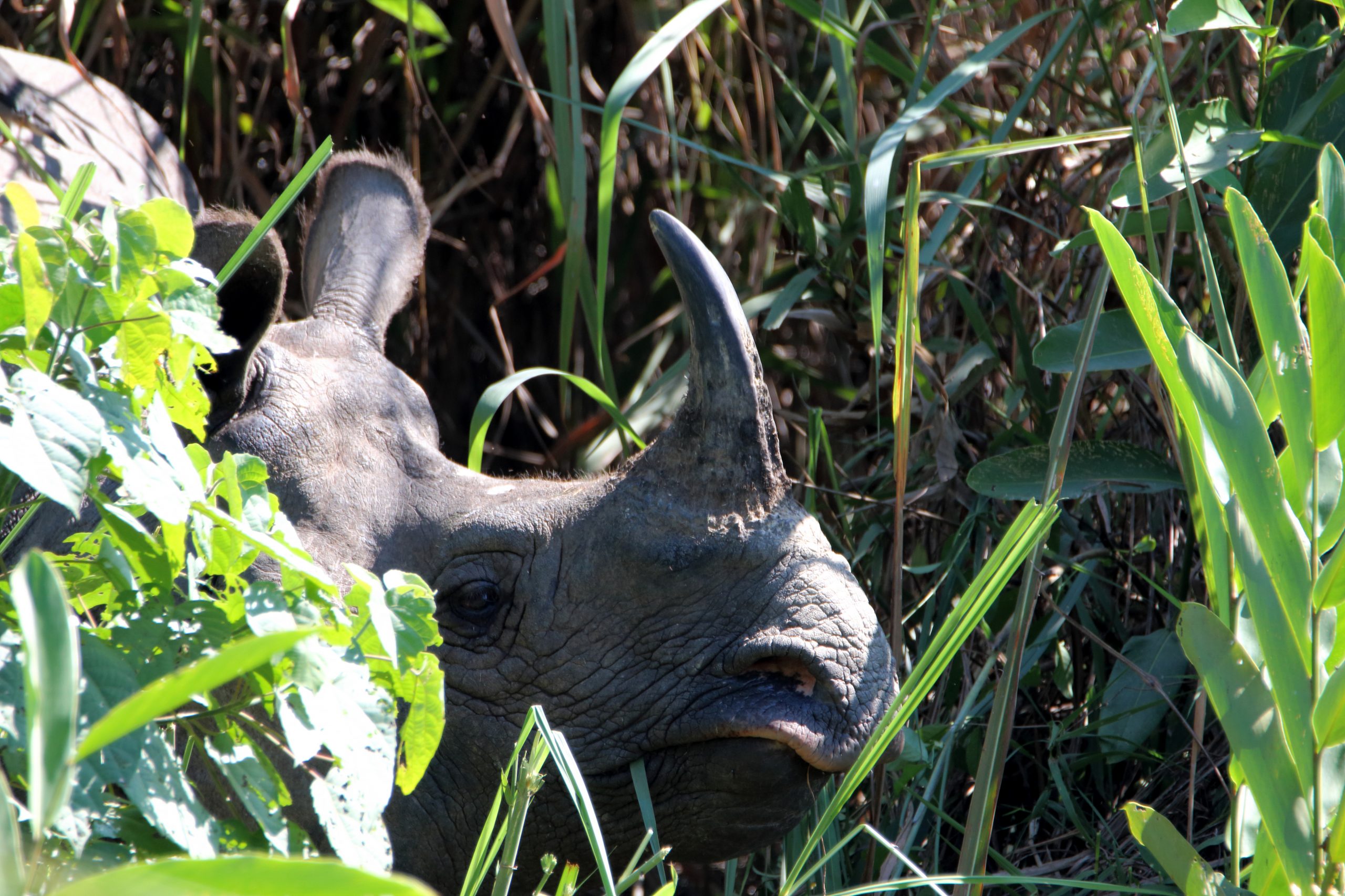 A rhino in a jungle