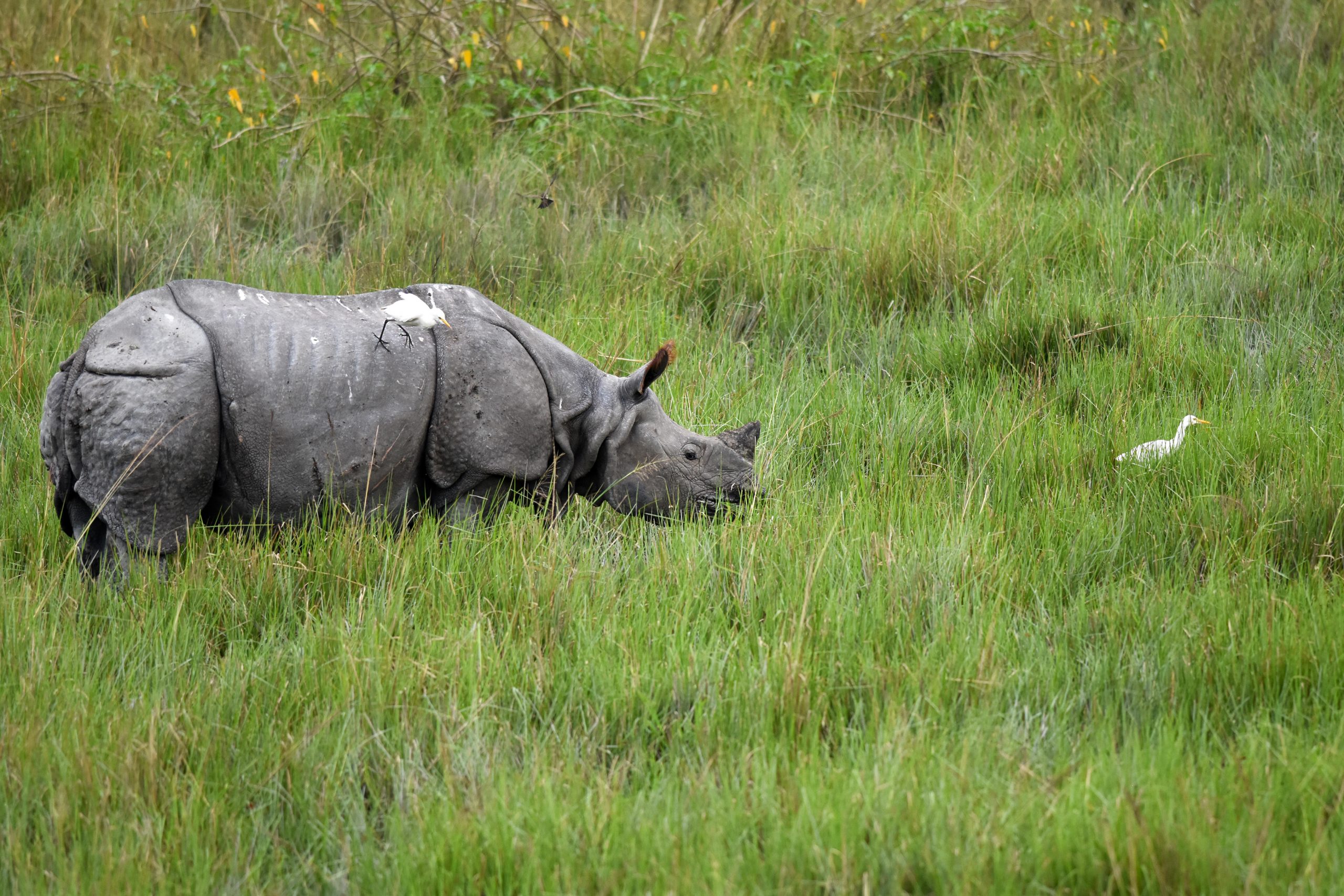 A rhino in a pasture