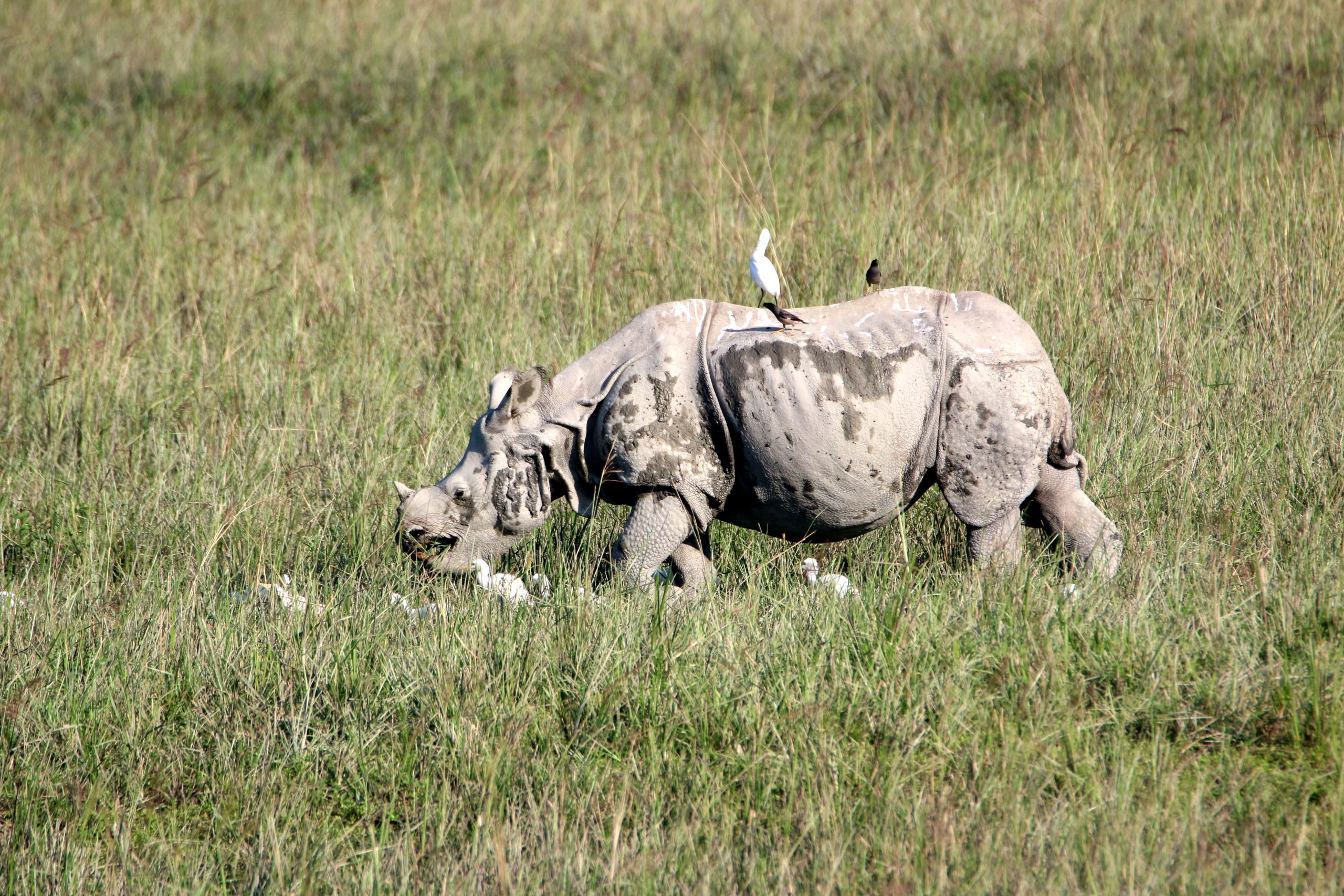 A rhino in a pasture