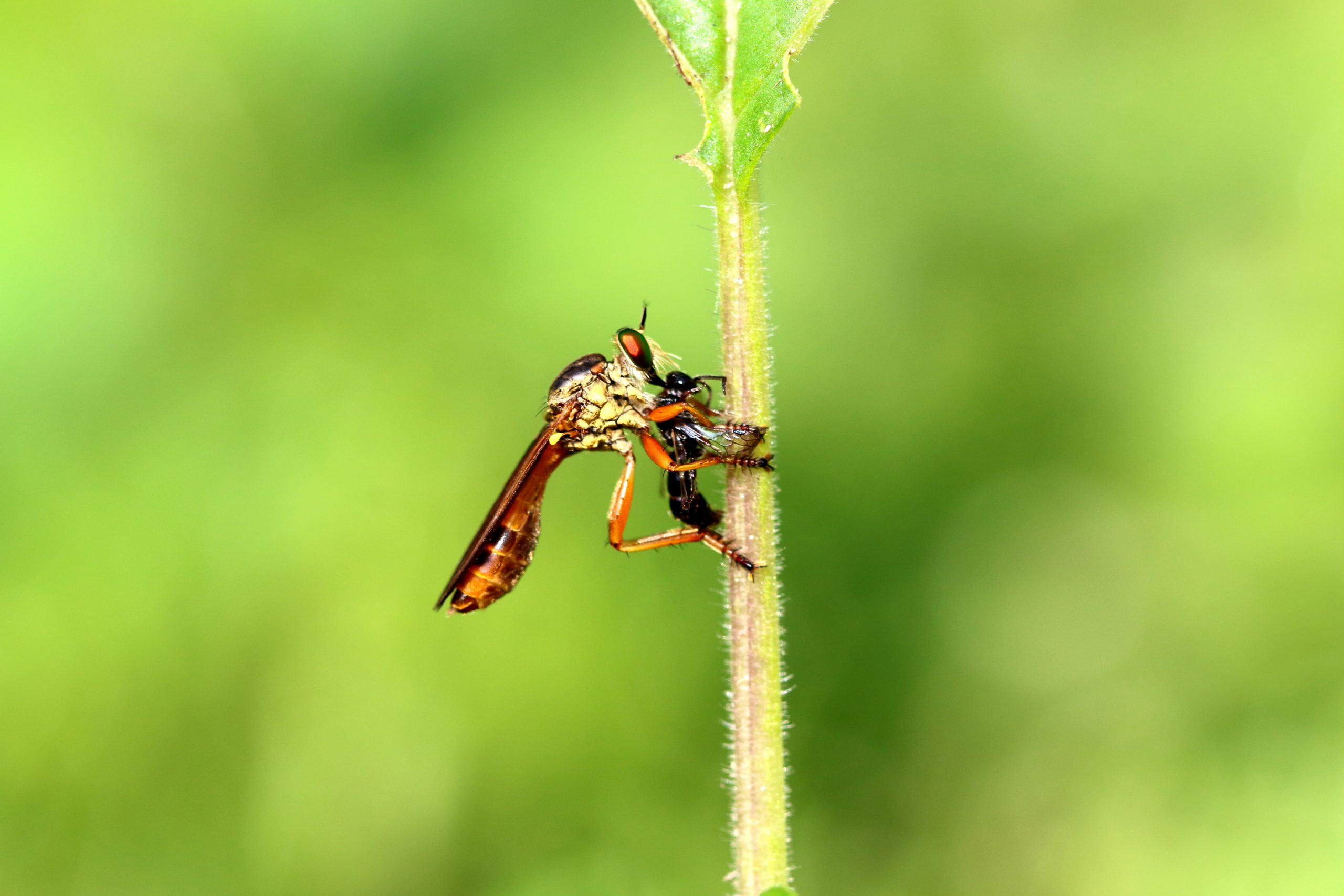A robber fly on its prey