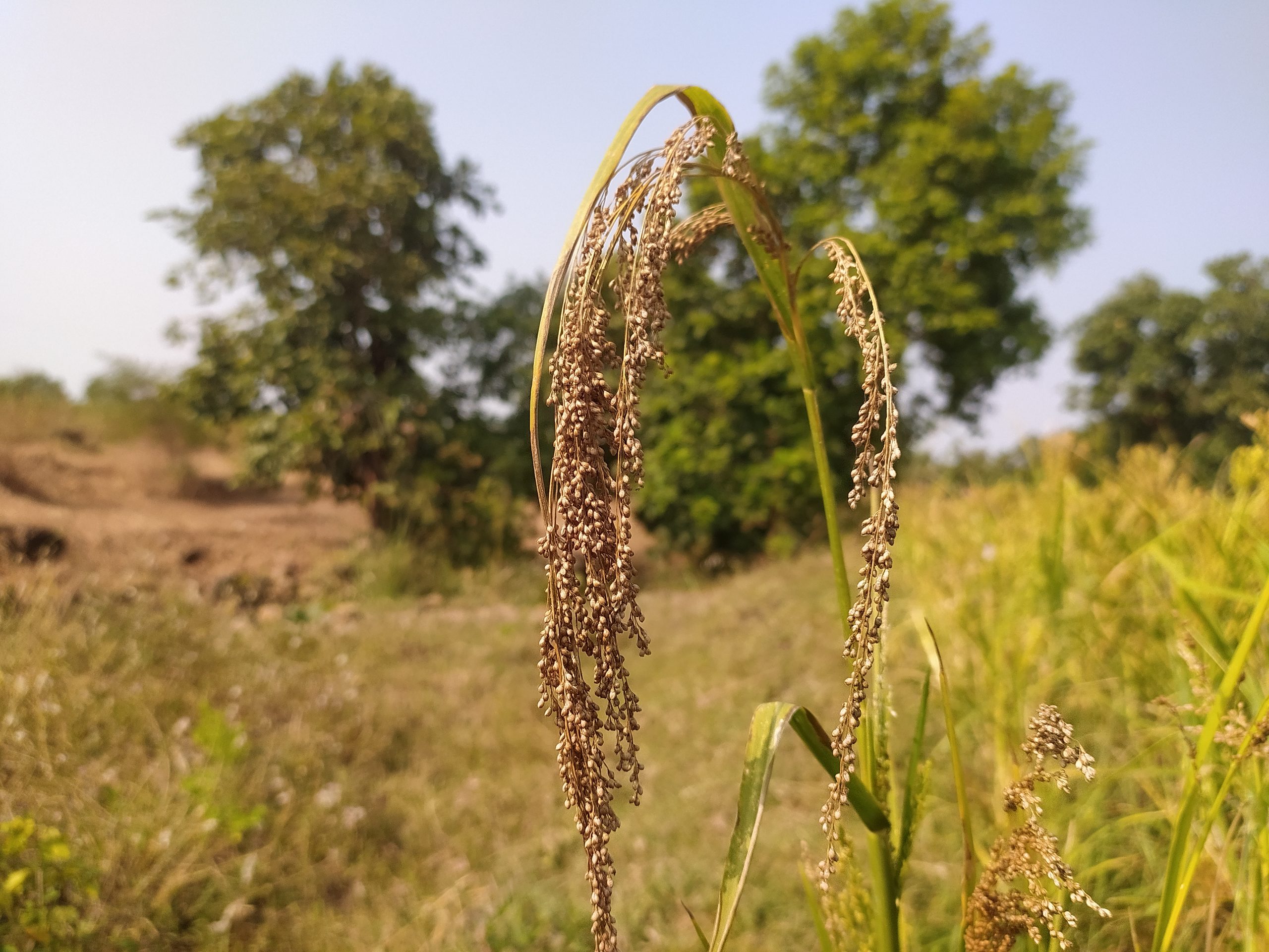 A single millet plant