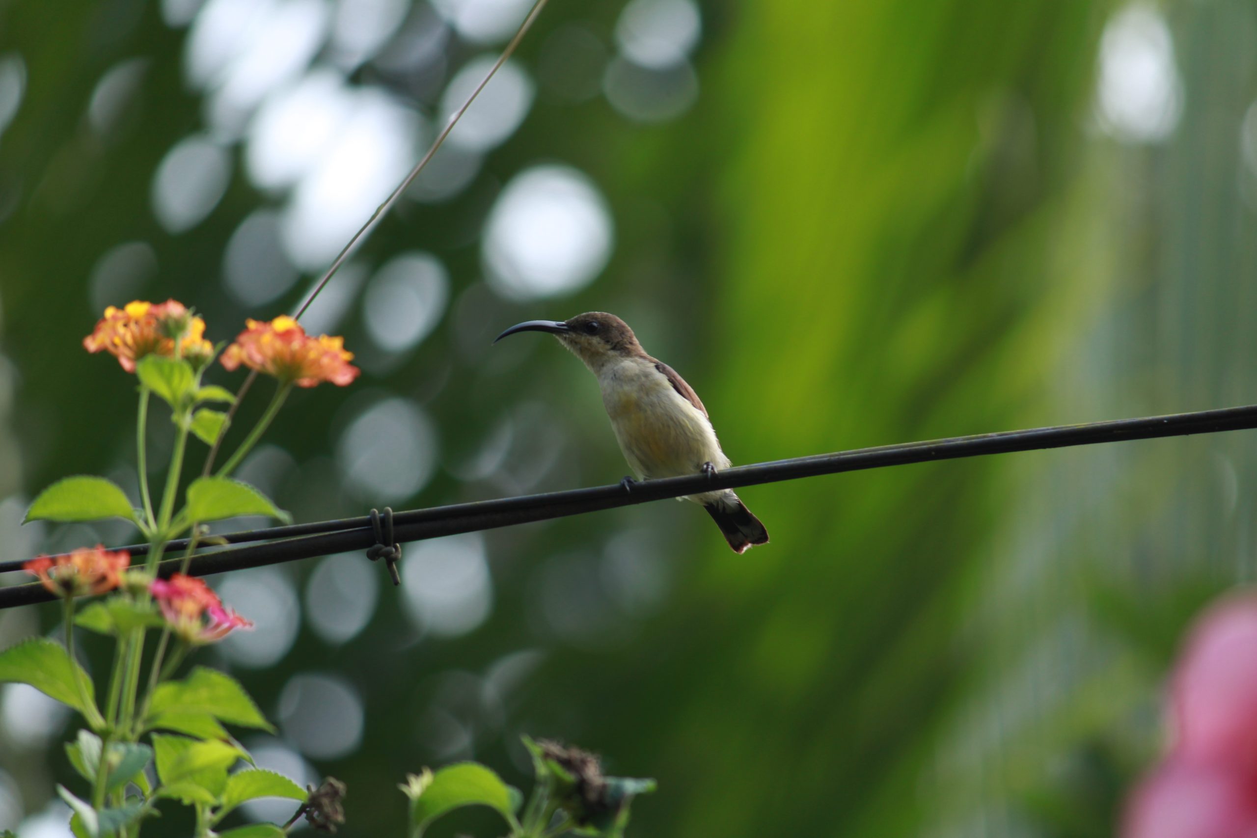 Bird sitting on wire