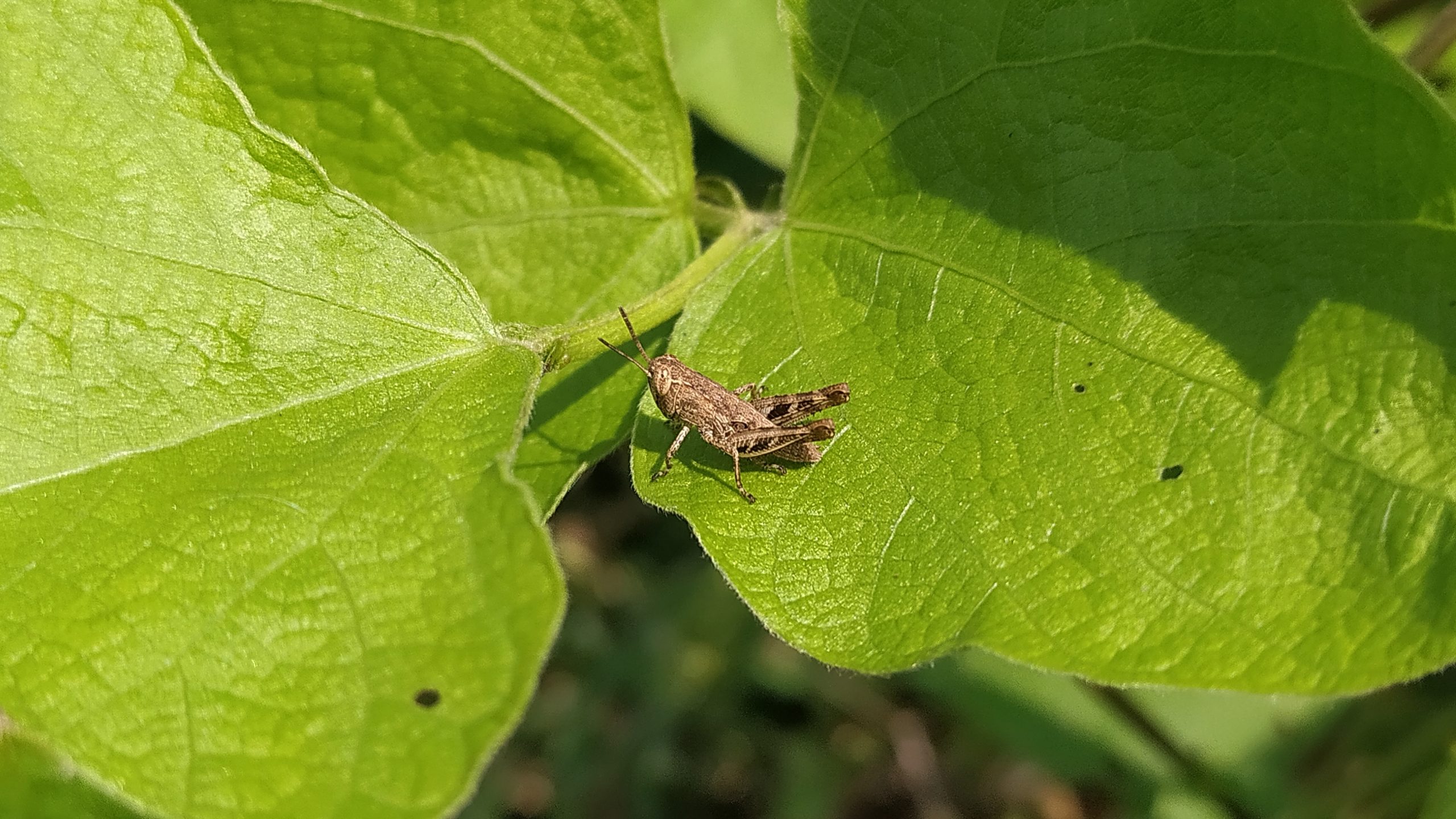 insect on a leaf