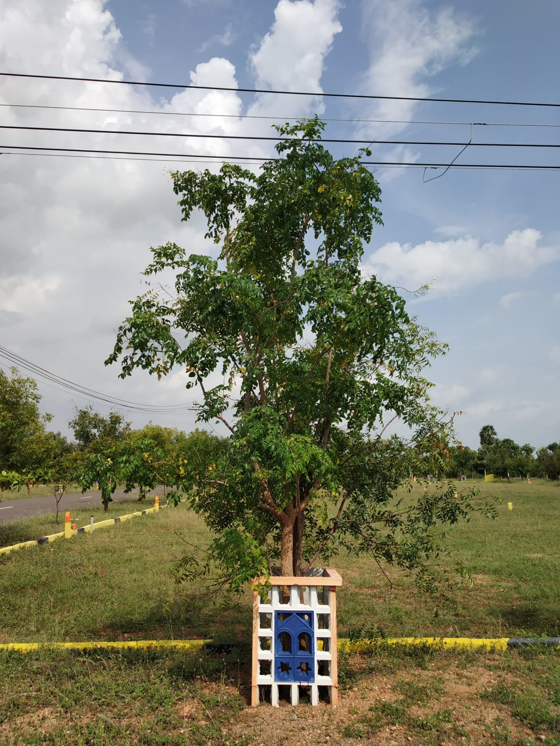 A small tree protected with a fence