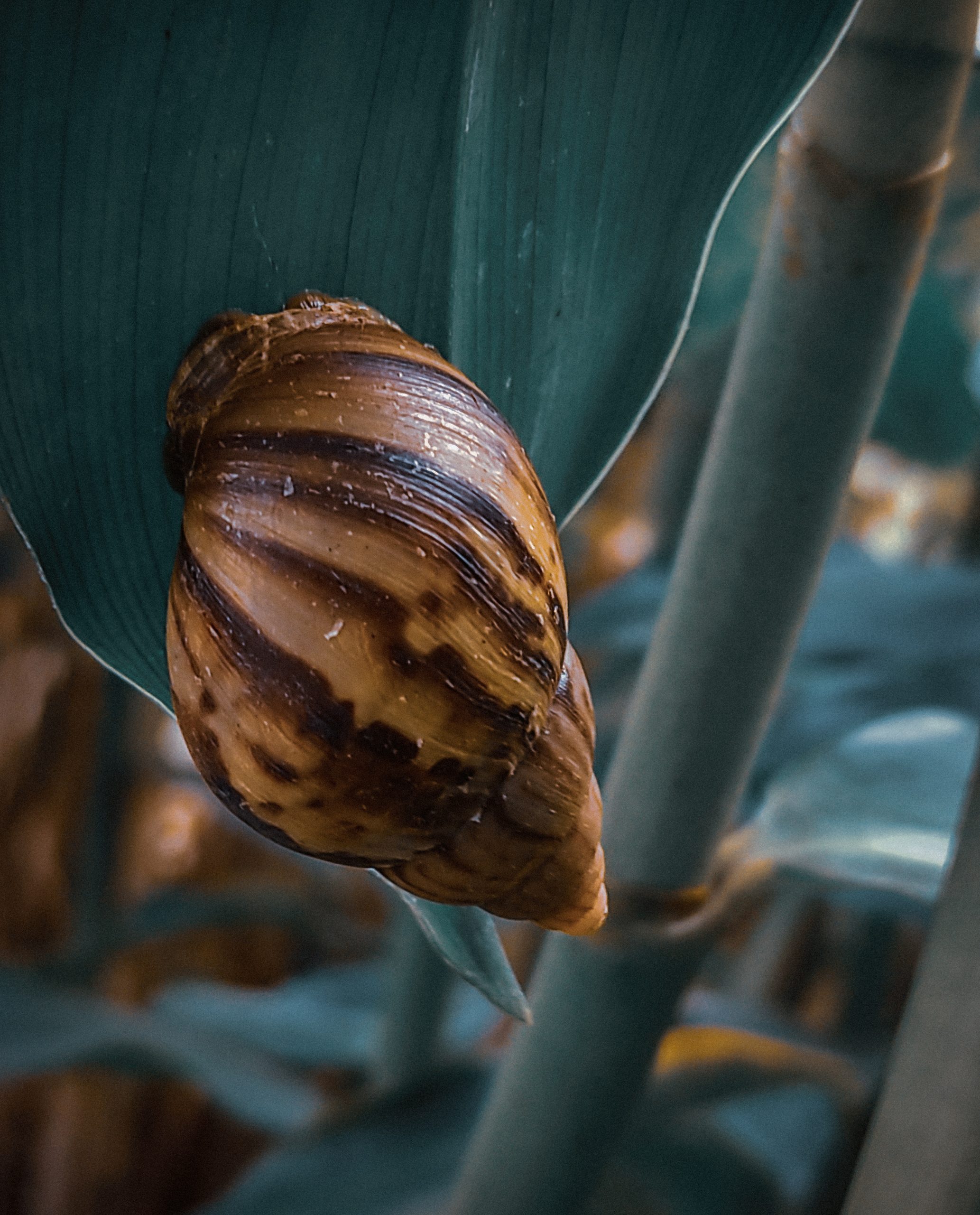A snail on a leaf