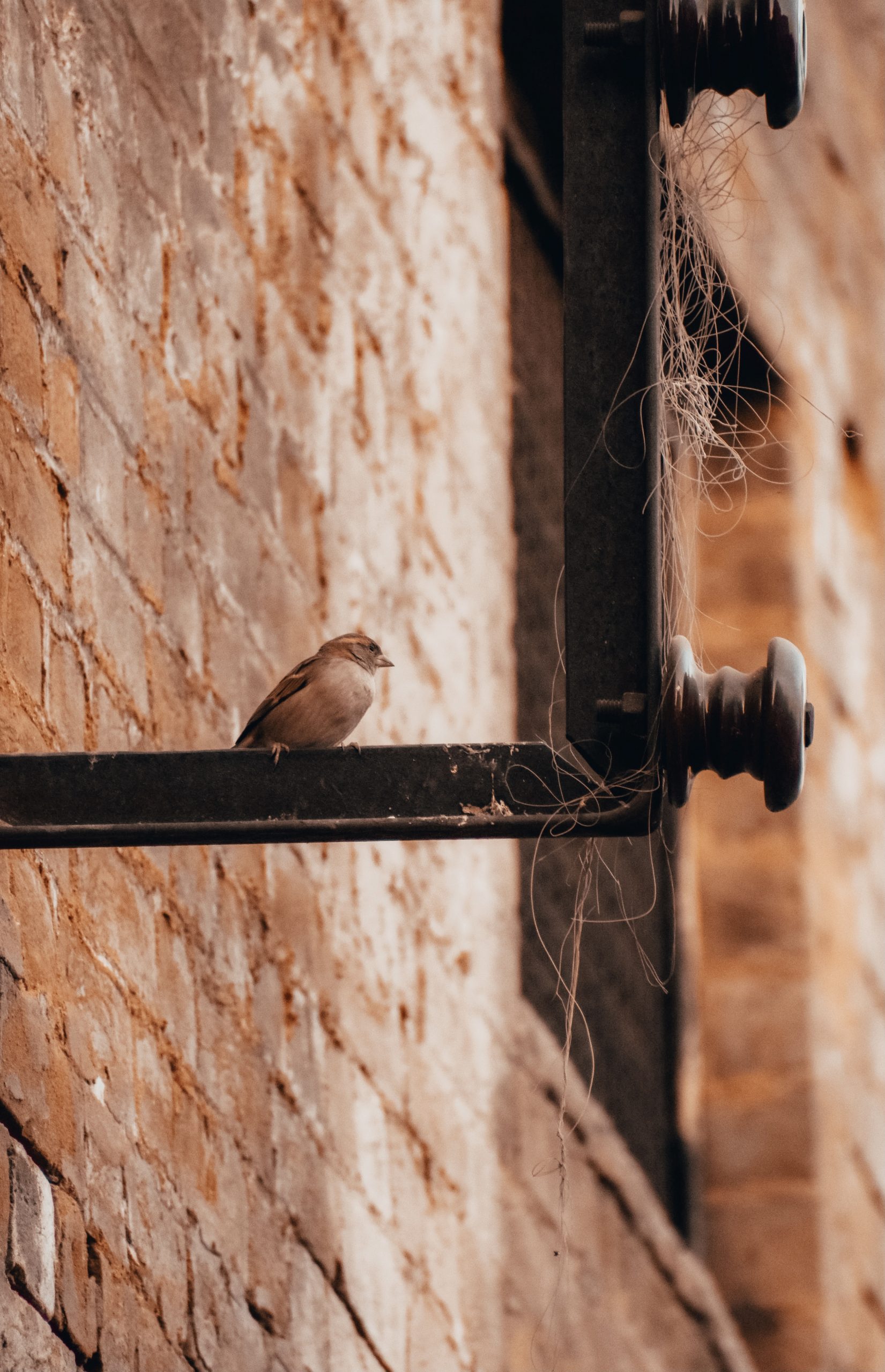 sparrow on a pole