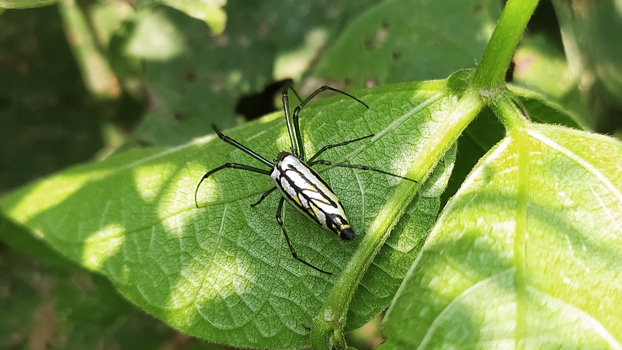 A spider on a leaf