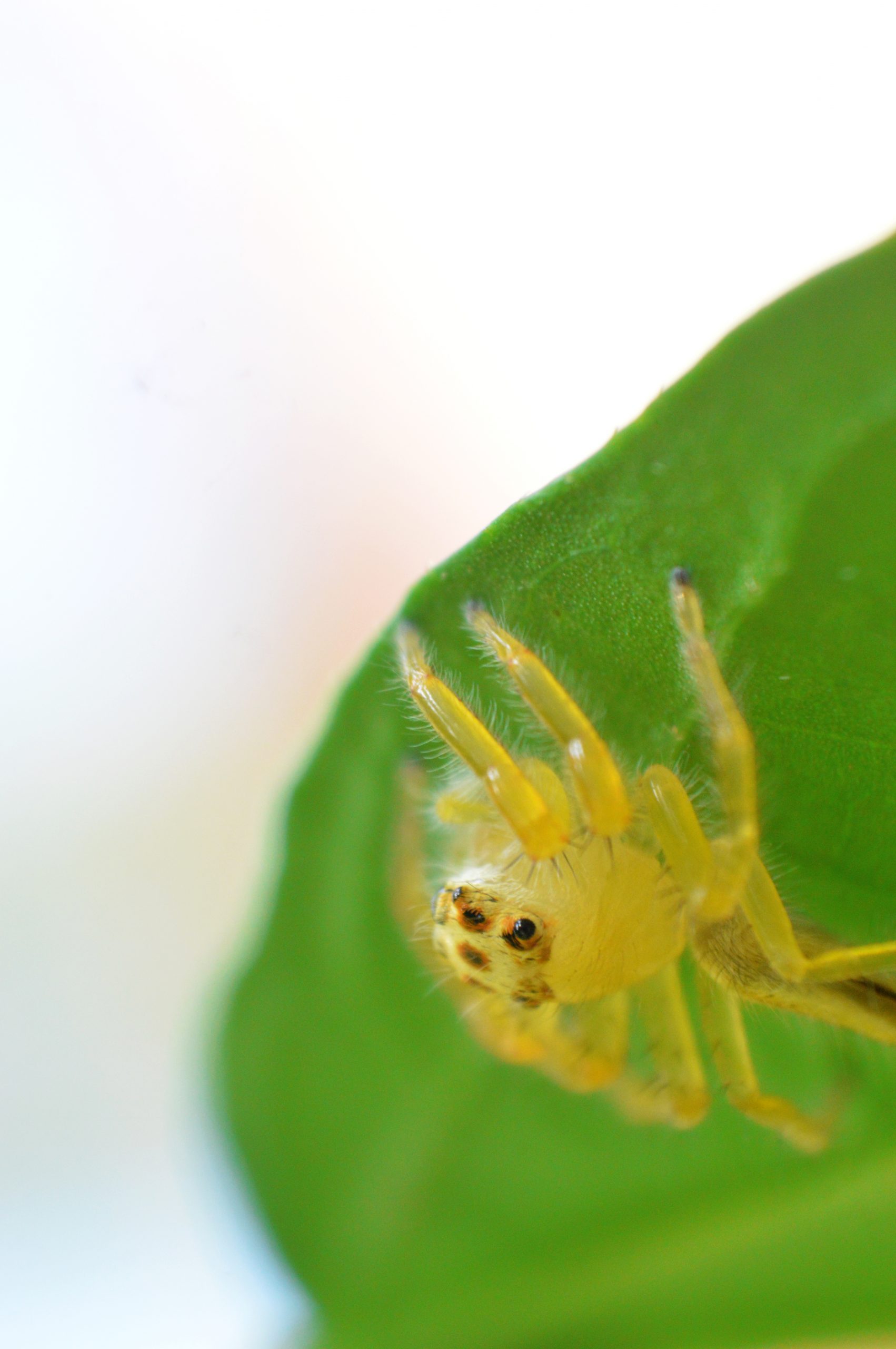 A spider on a leaf