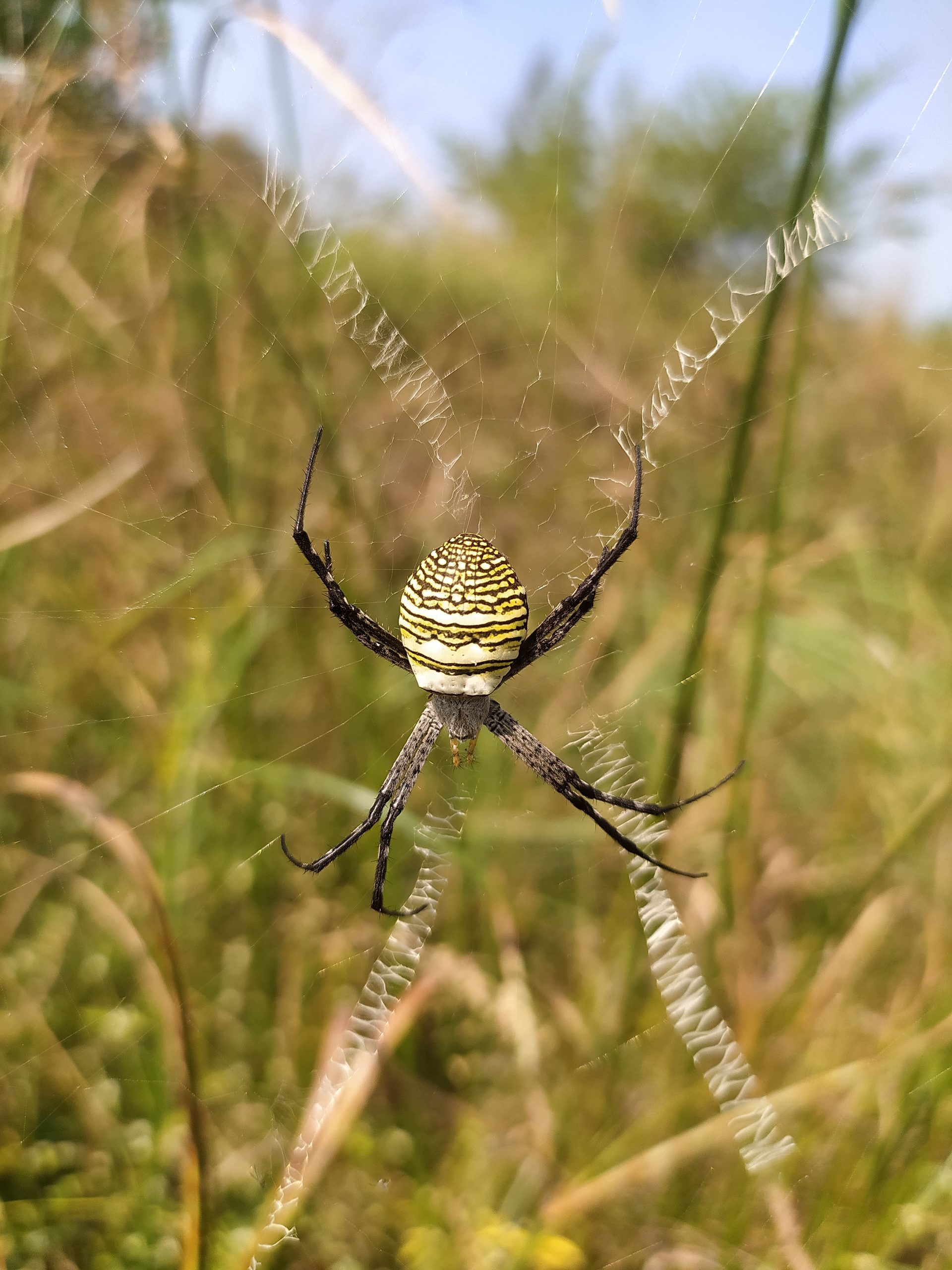 spider in a web