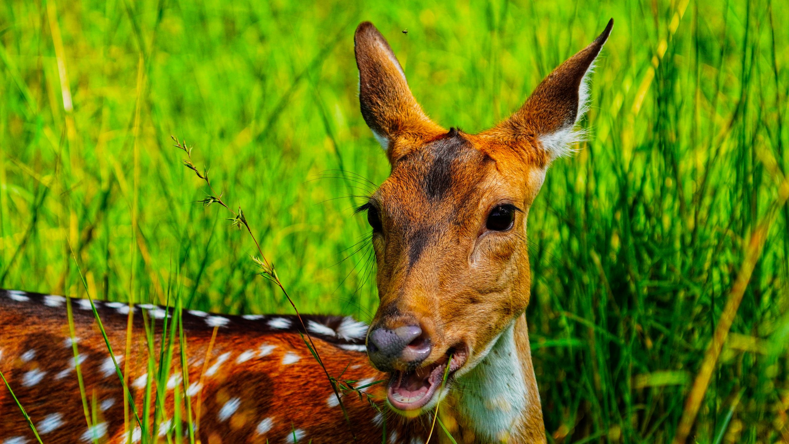 A spotted deer