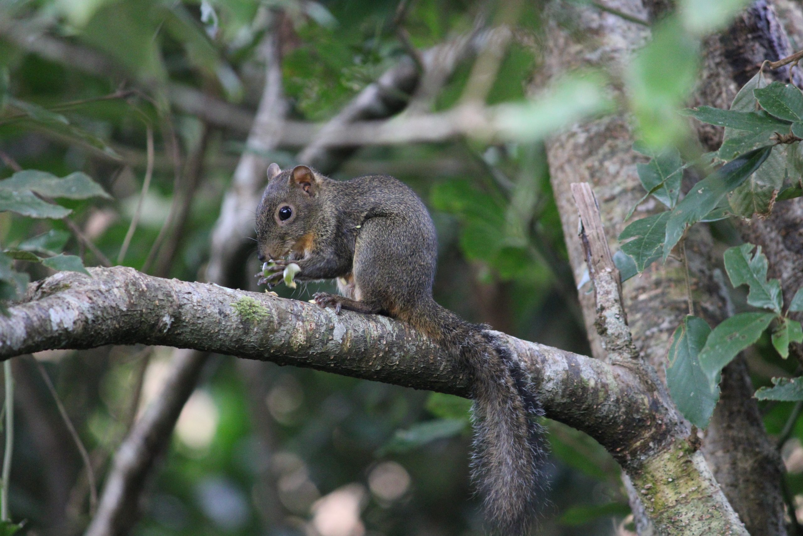 A squirrel on a branch