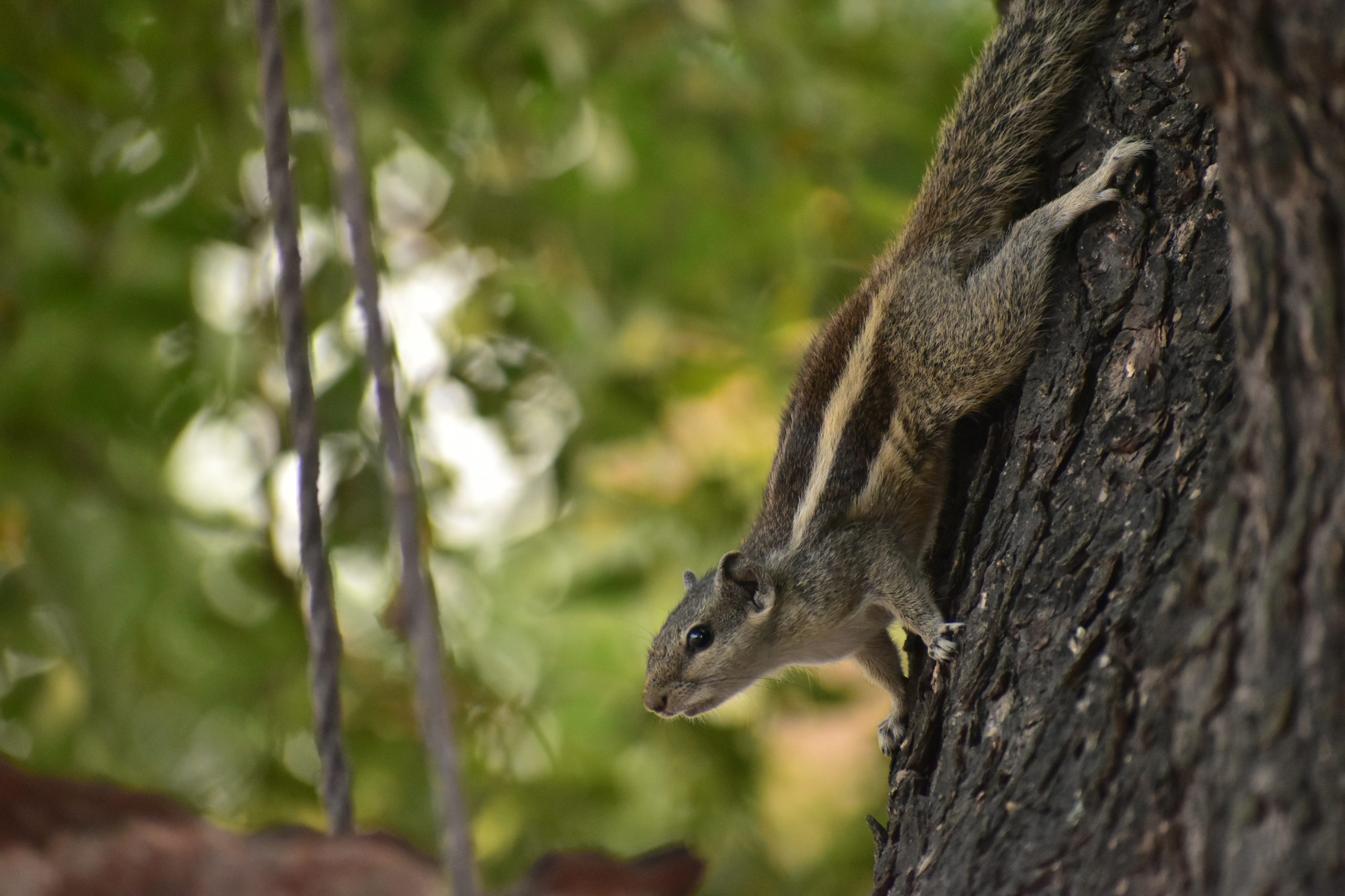A squirrel on a tree