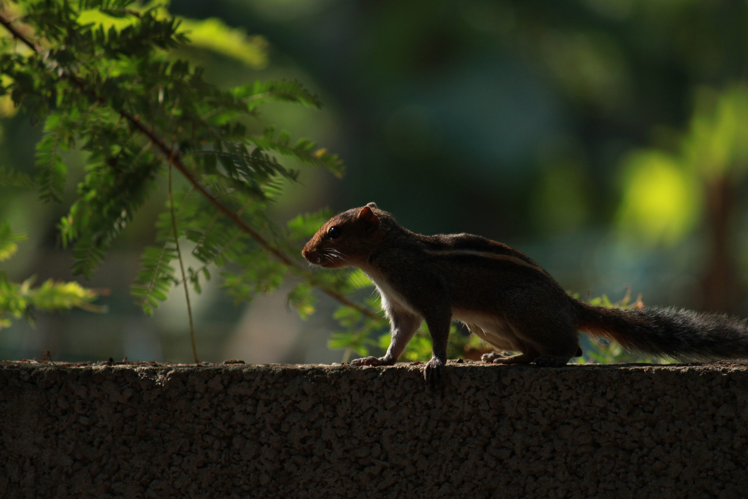 A squirrel on a wall
