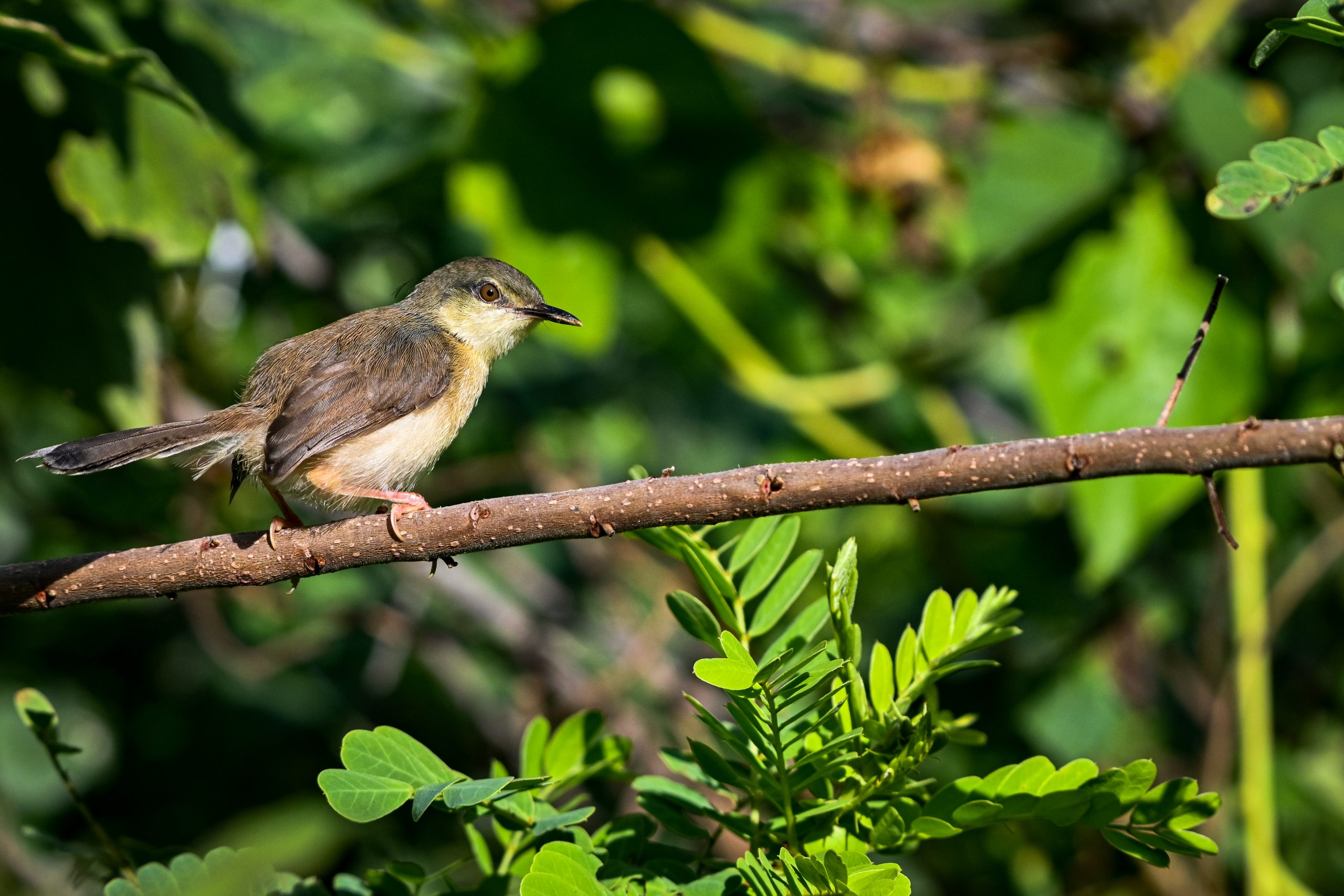 A sunbird on a twig