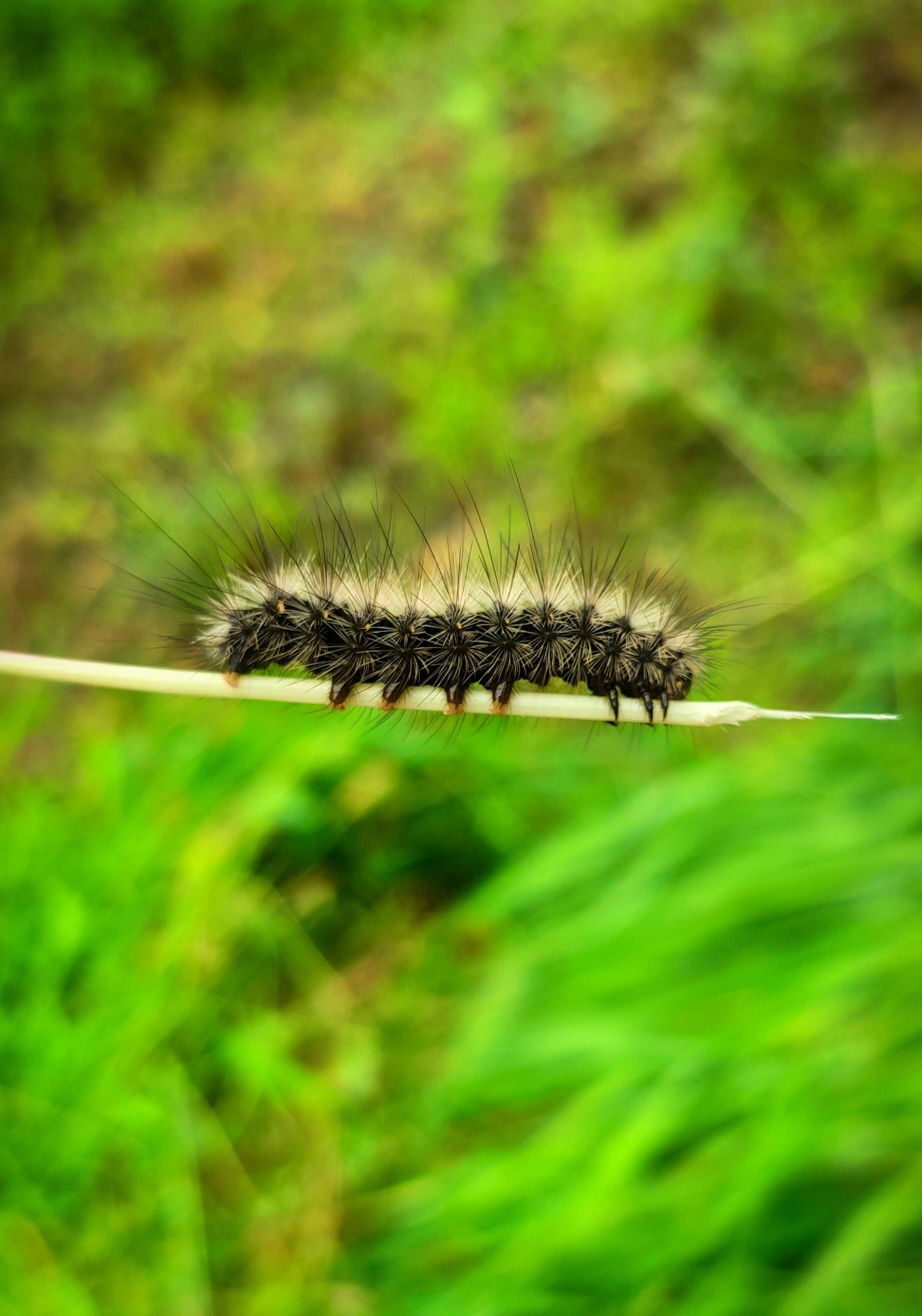 A thorny caterpillar on a twig
