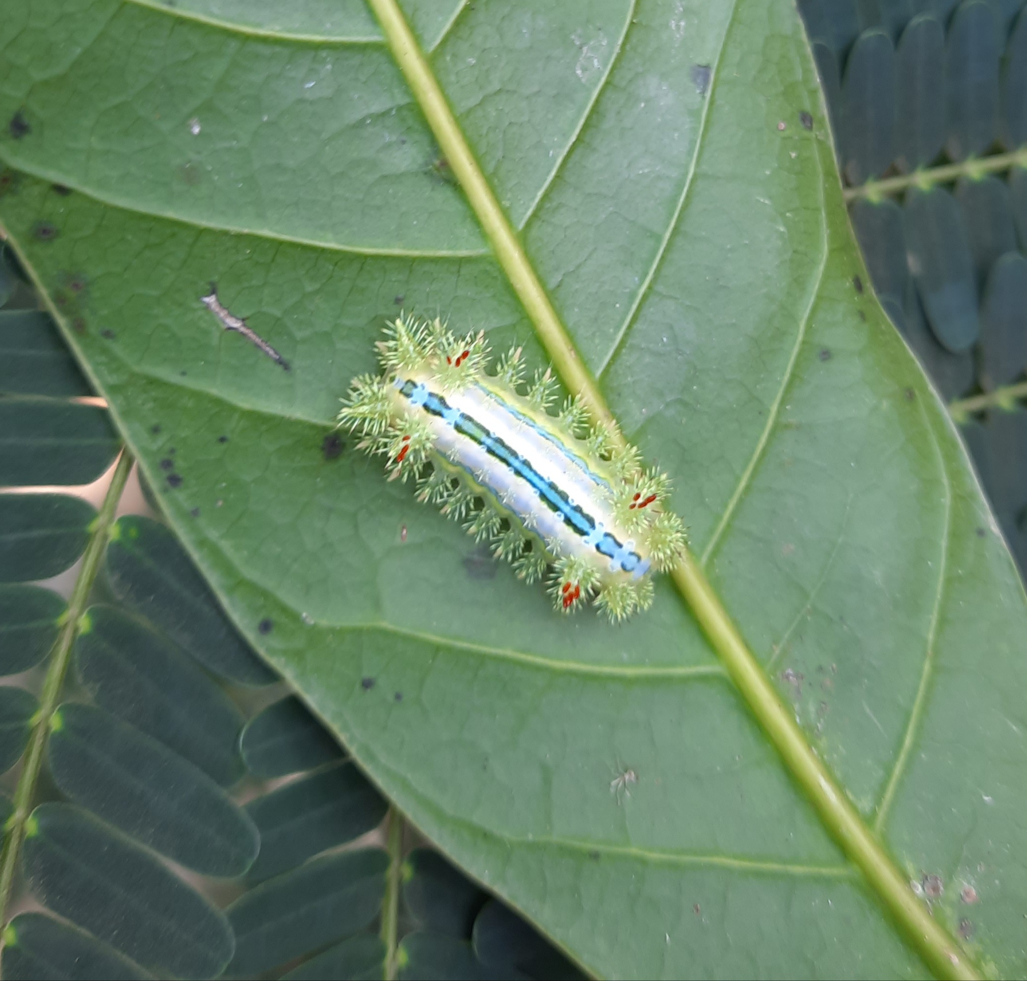 A thorny worm on a leaf