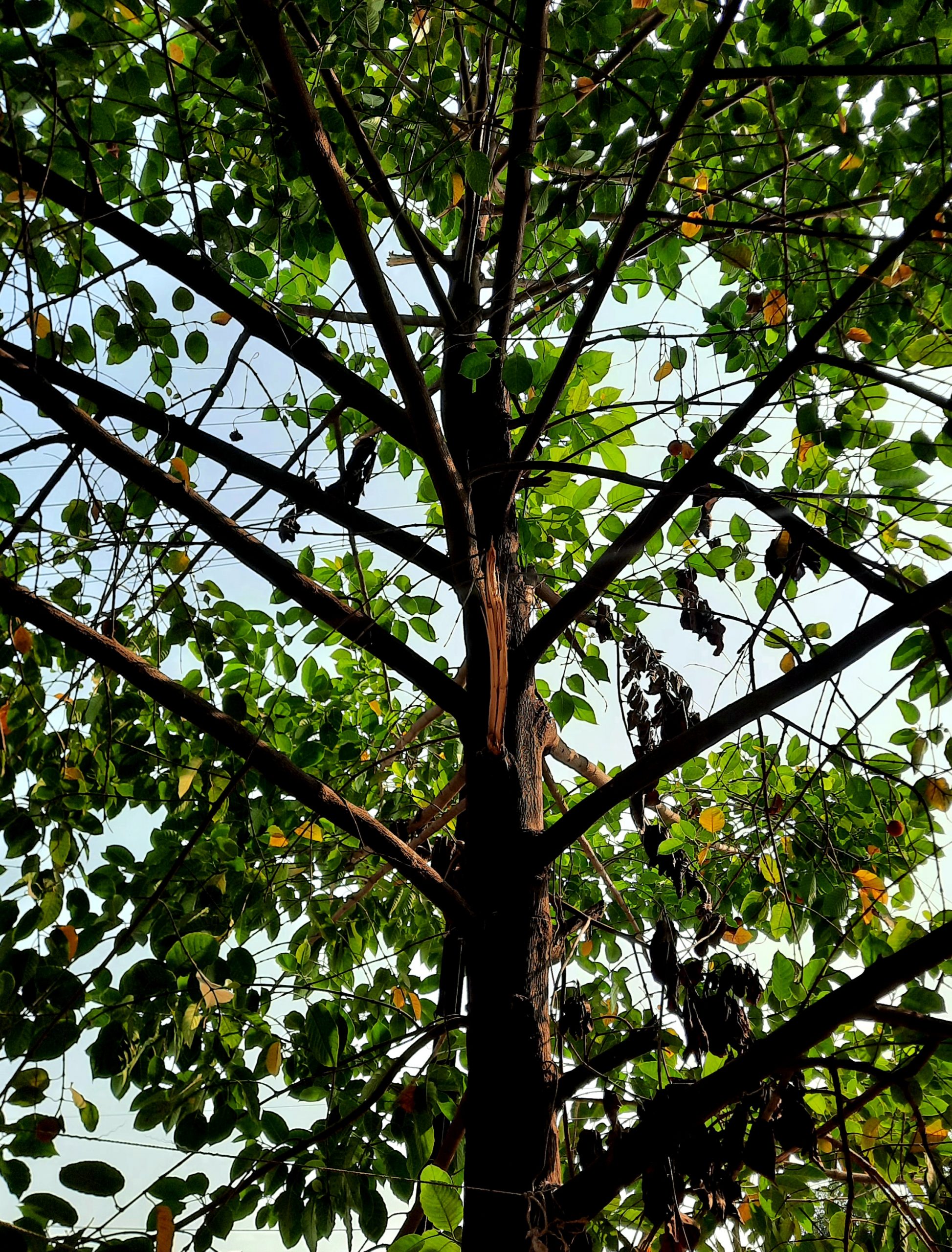 branches of a tree