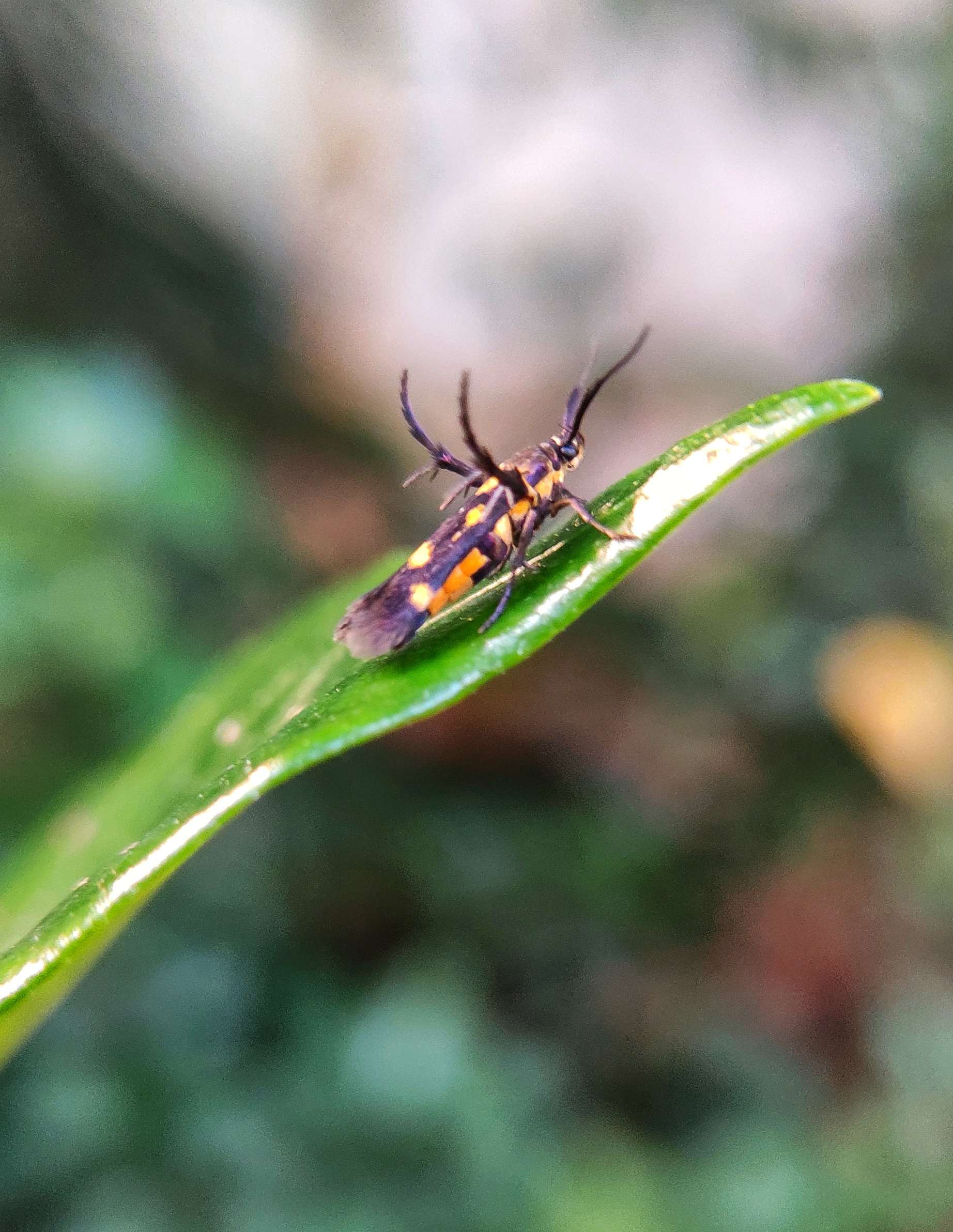 insect on a leaf