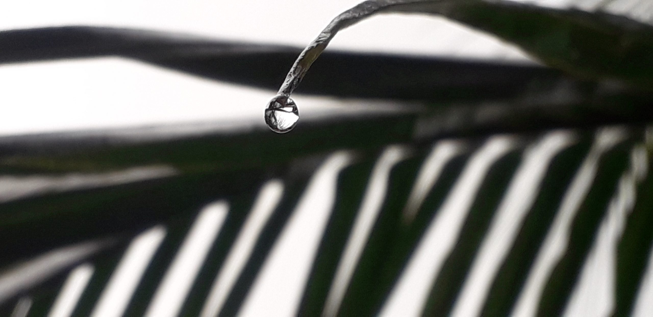 A water drop on leaf