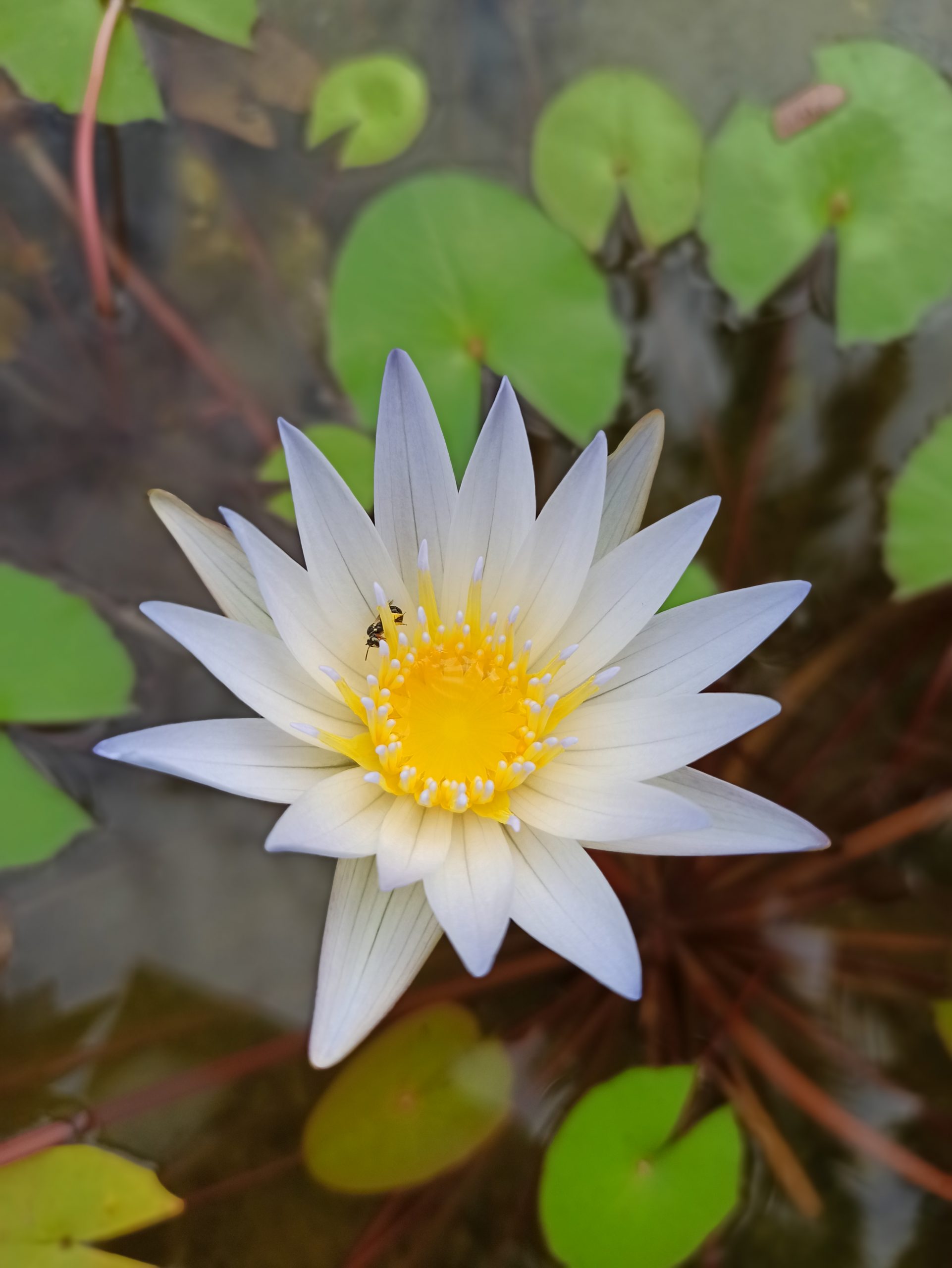 A water lily flower