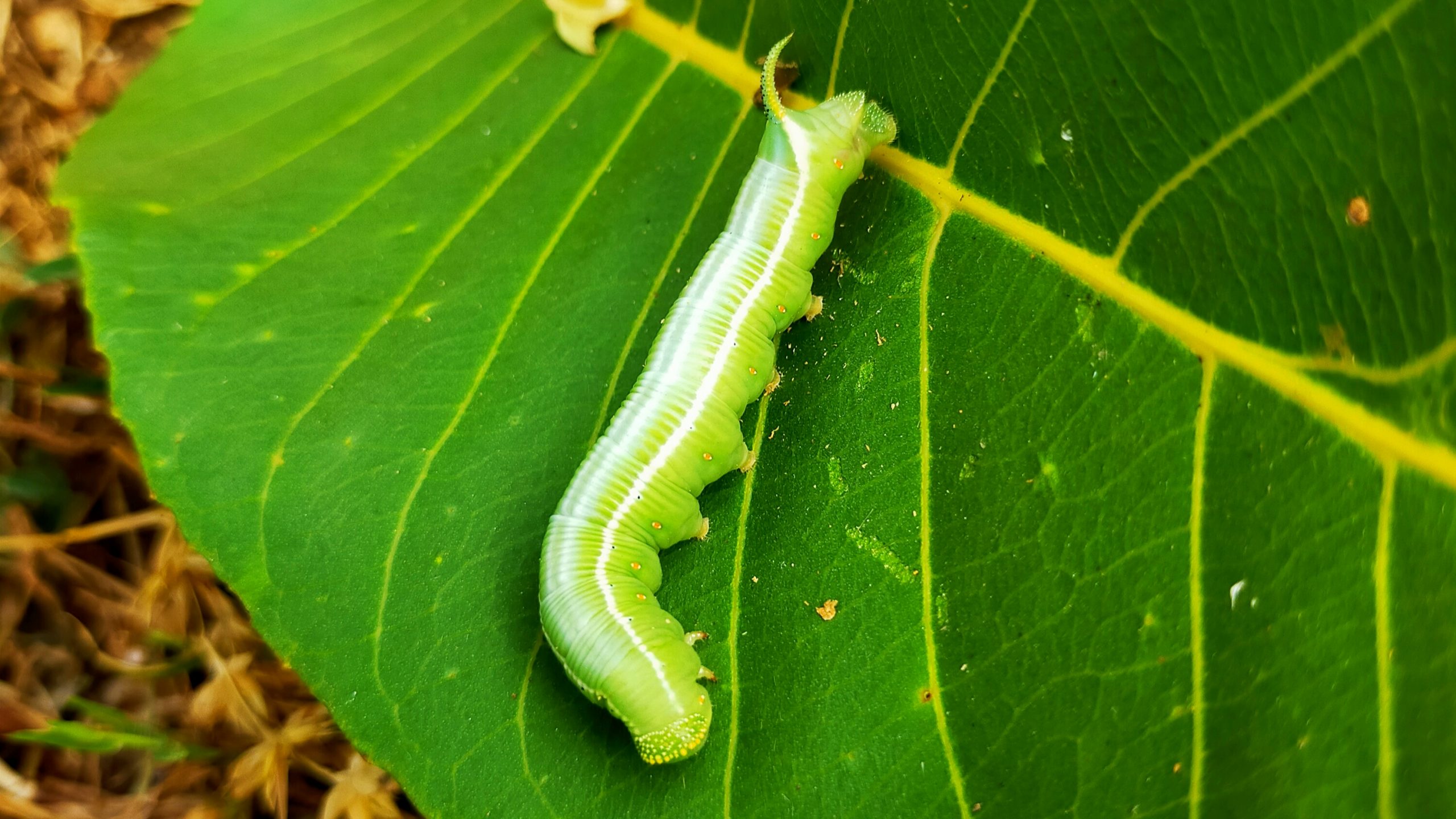 Worm on leaf