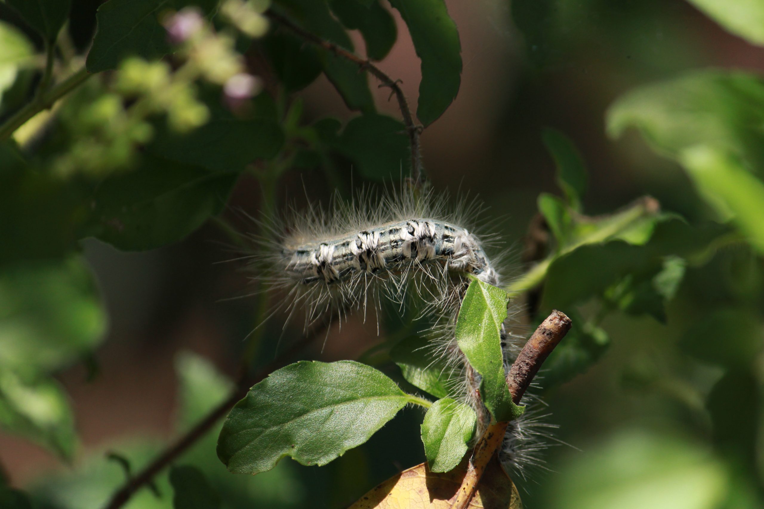 A thorny worm on a plant