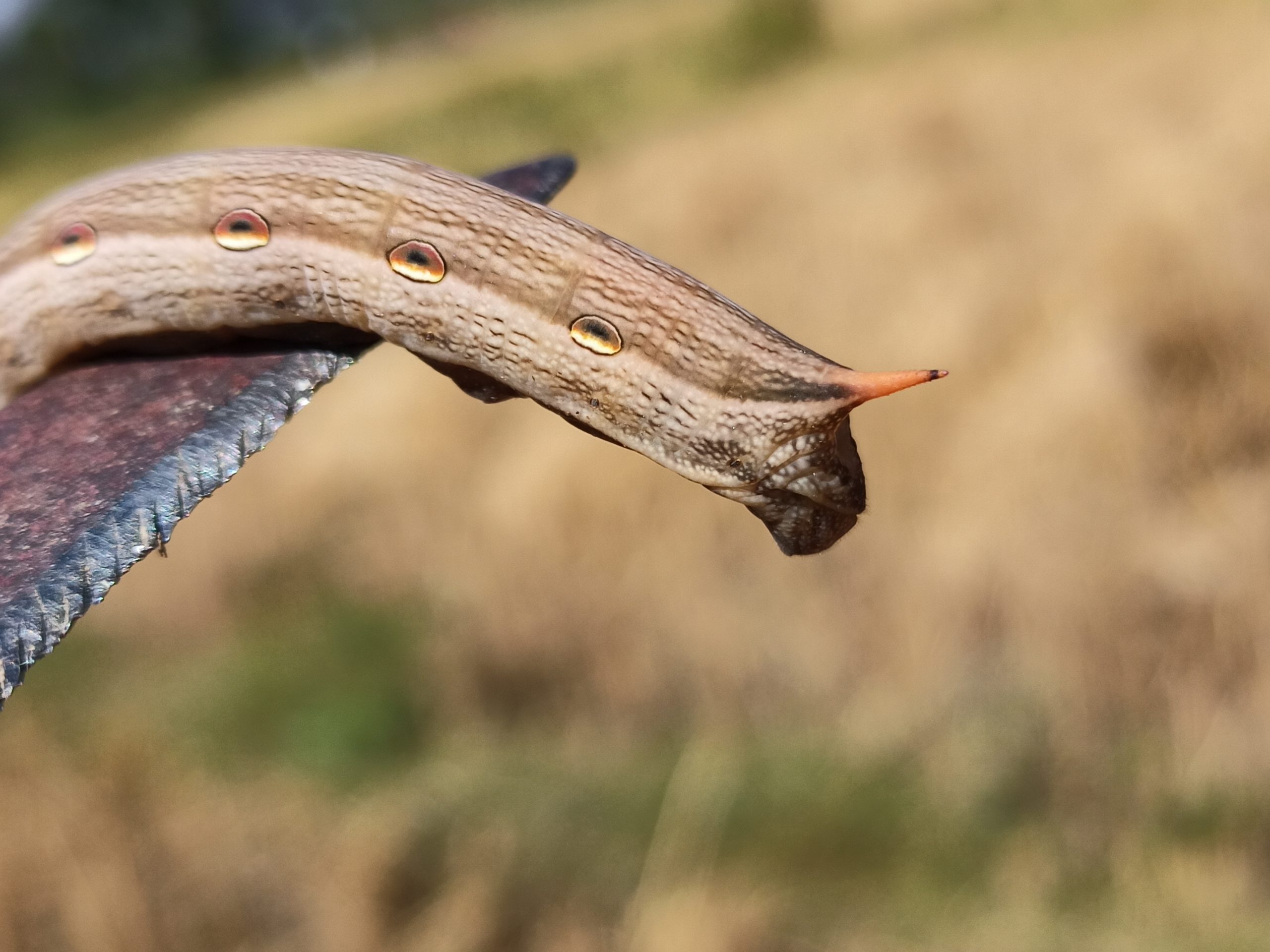 A worm on a cliff