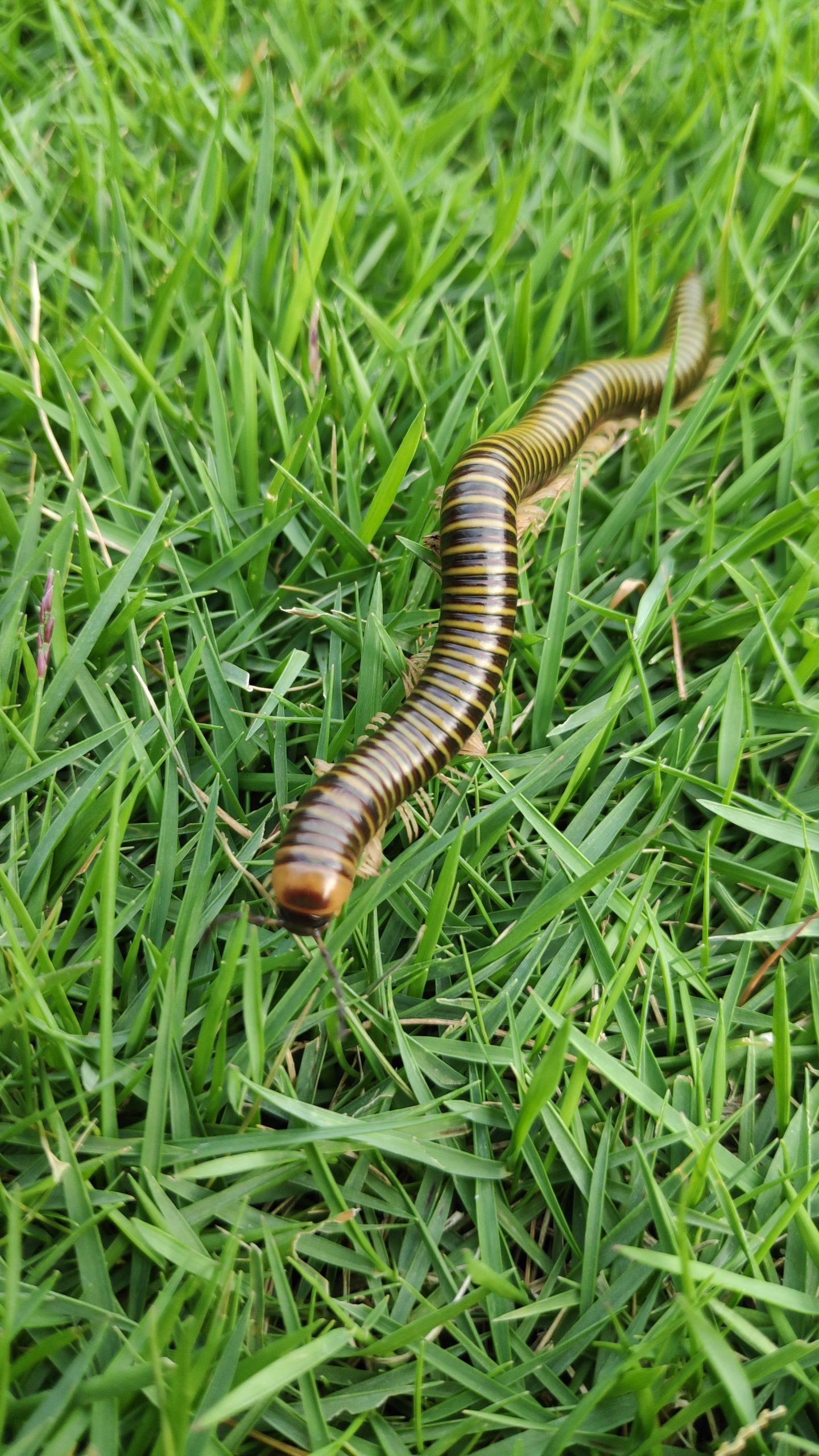 A worm on grass