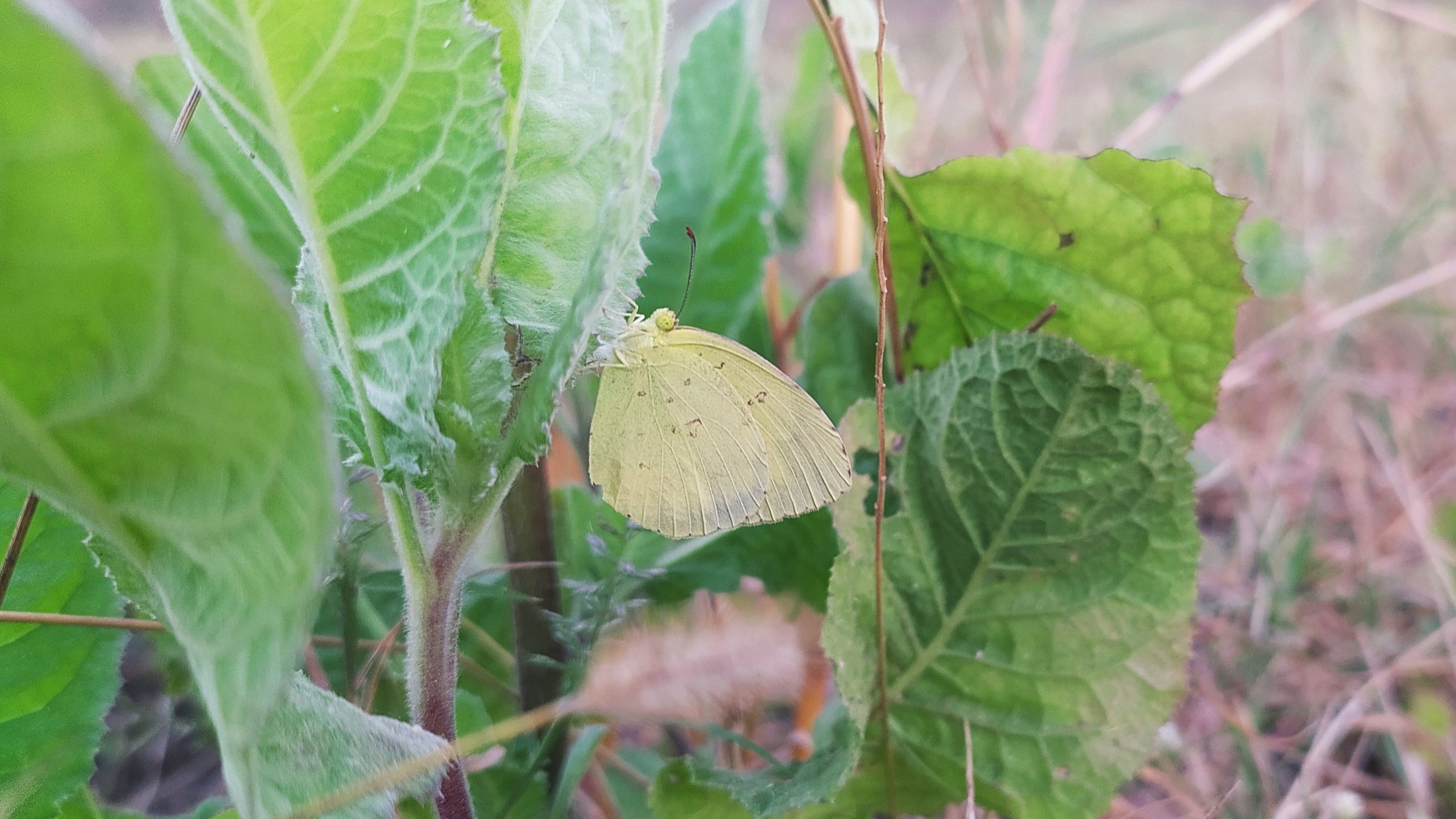 Butterfly on leaf