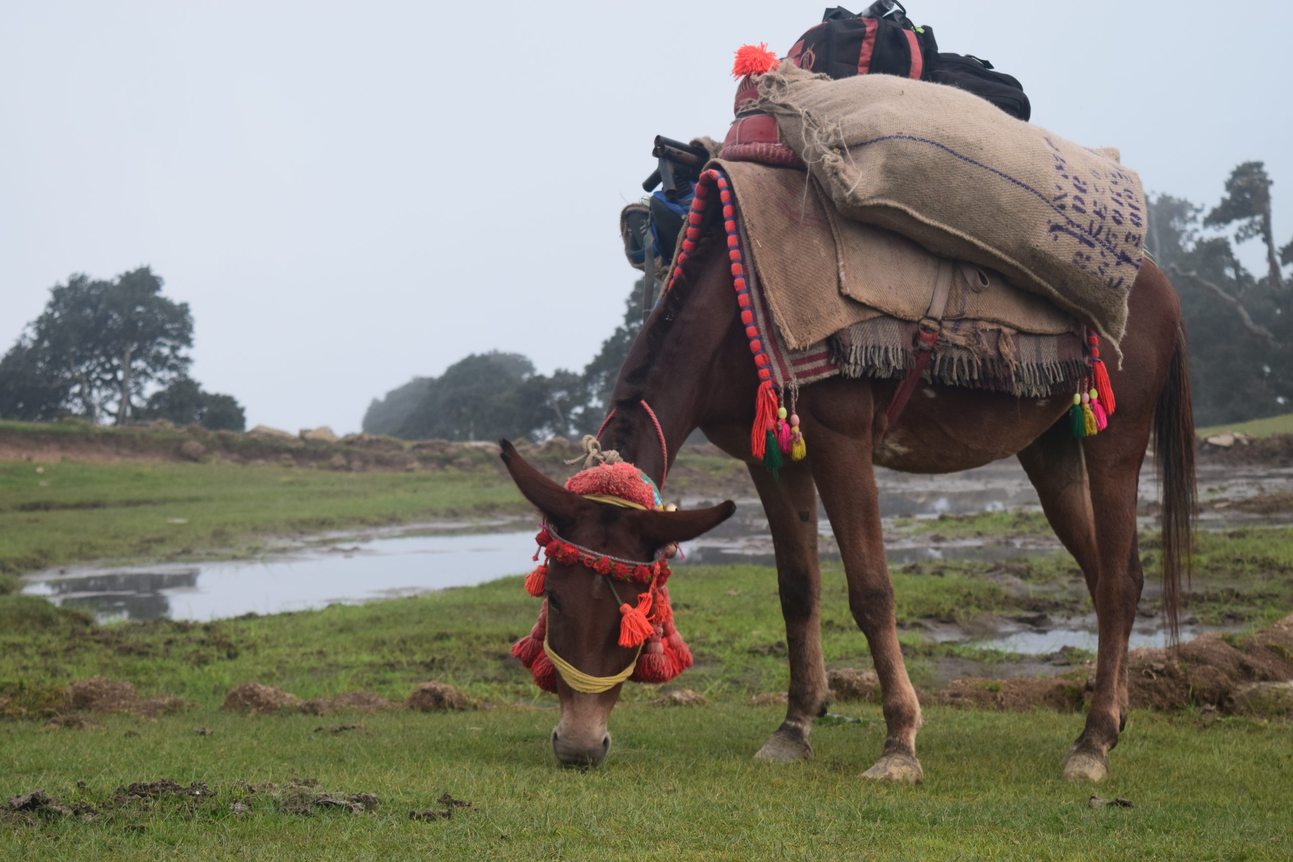 A Horse carrying load