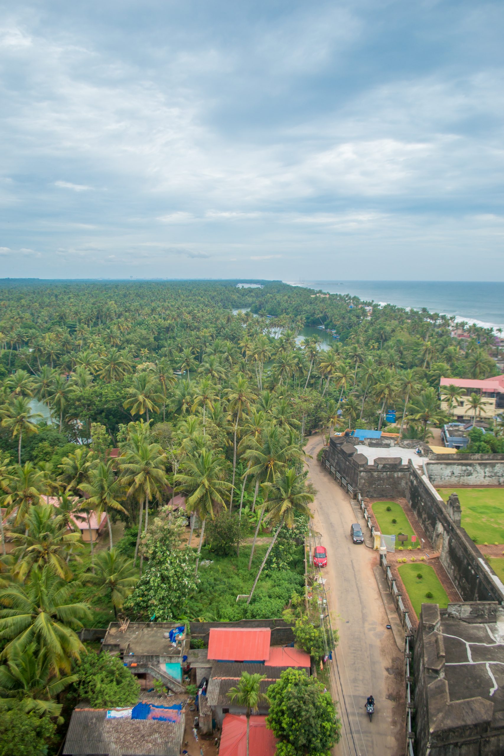 Aerial view of beachside trees