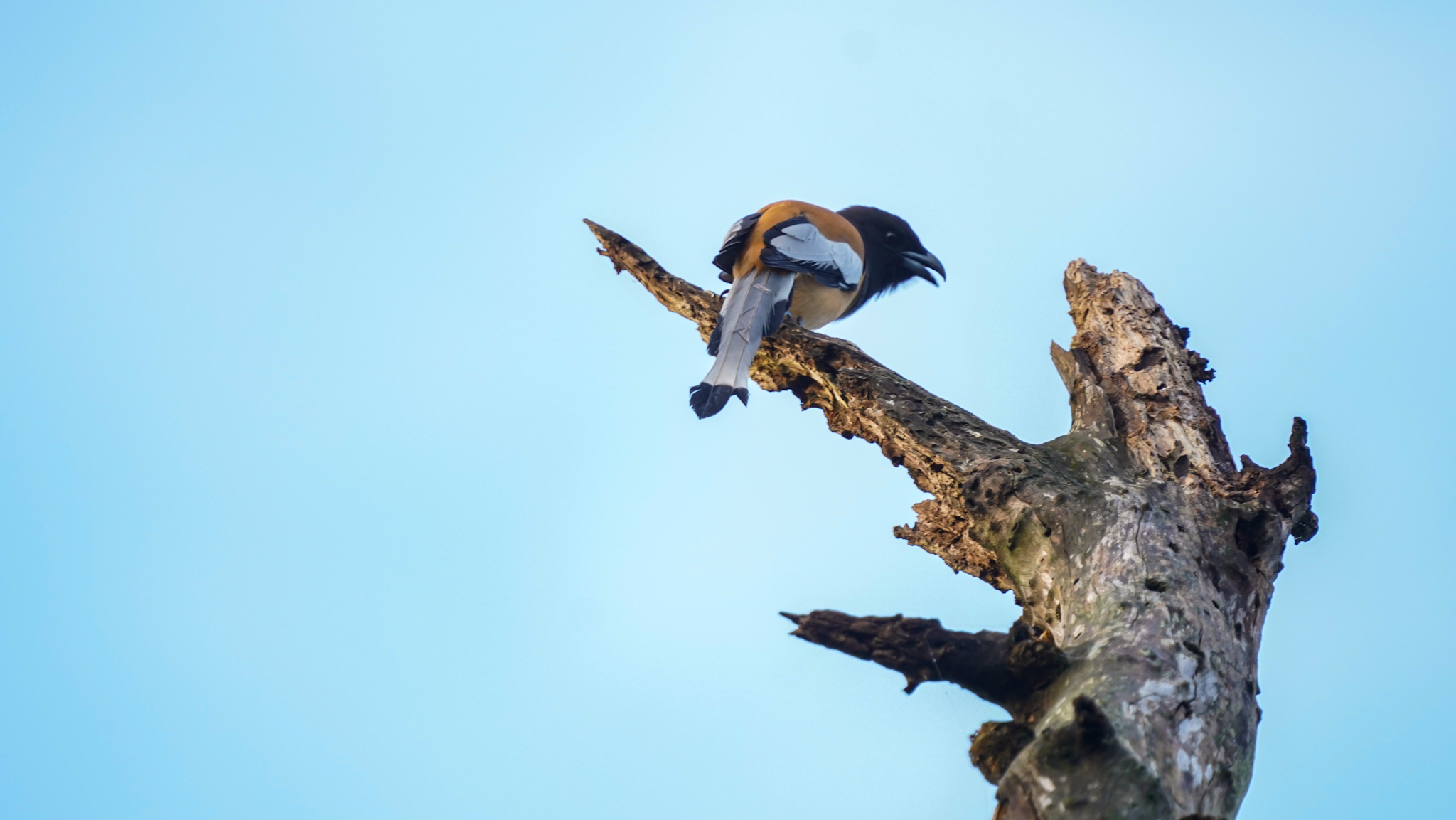 Bird Sitting on tree