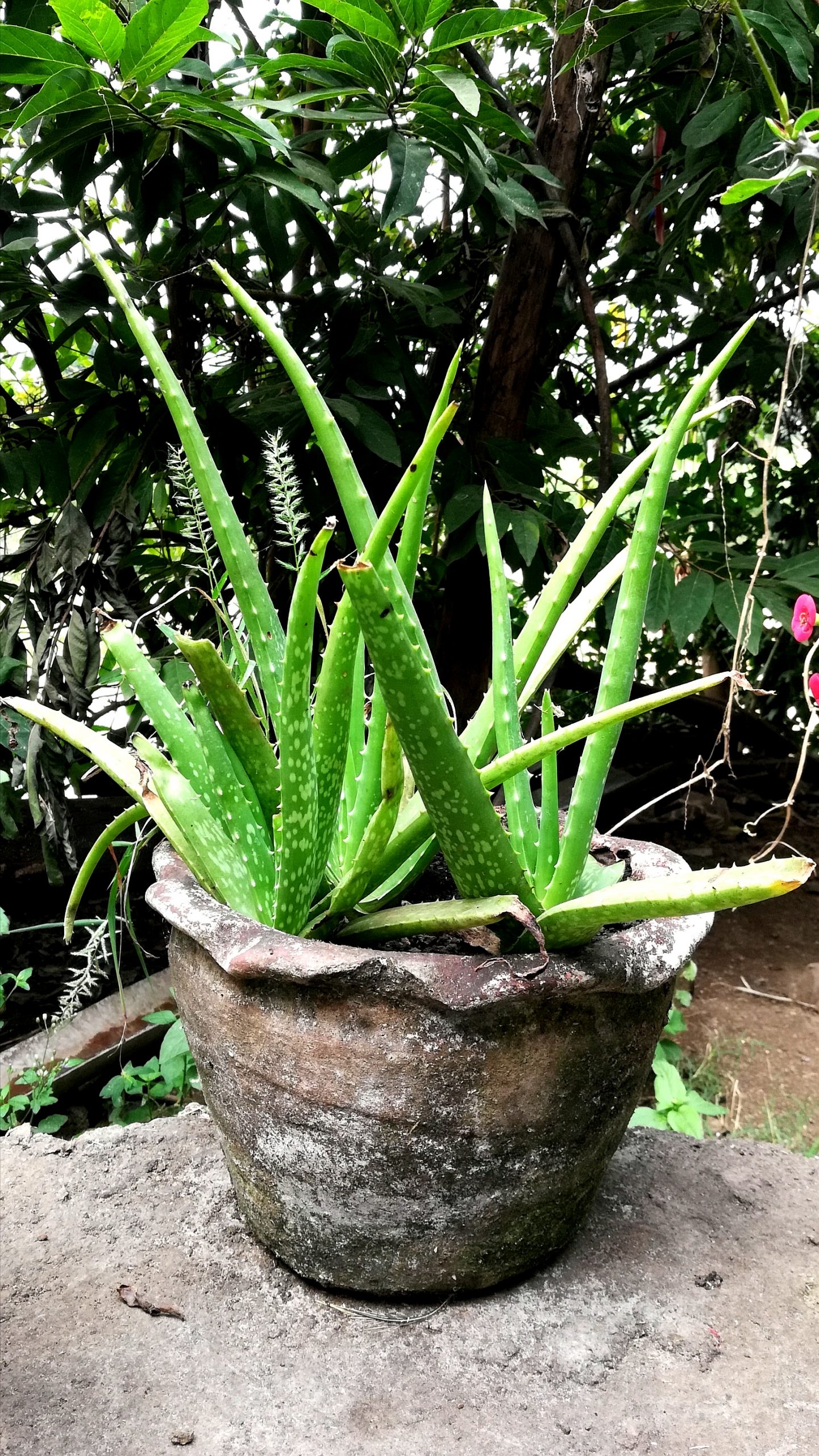 aloe vera plant in a pot