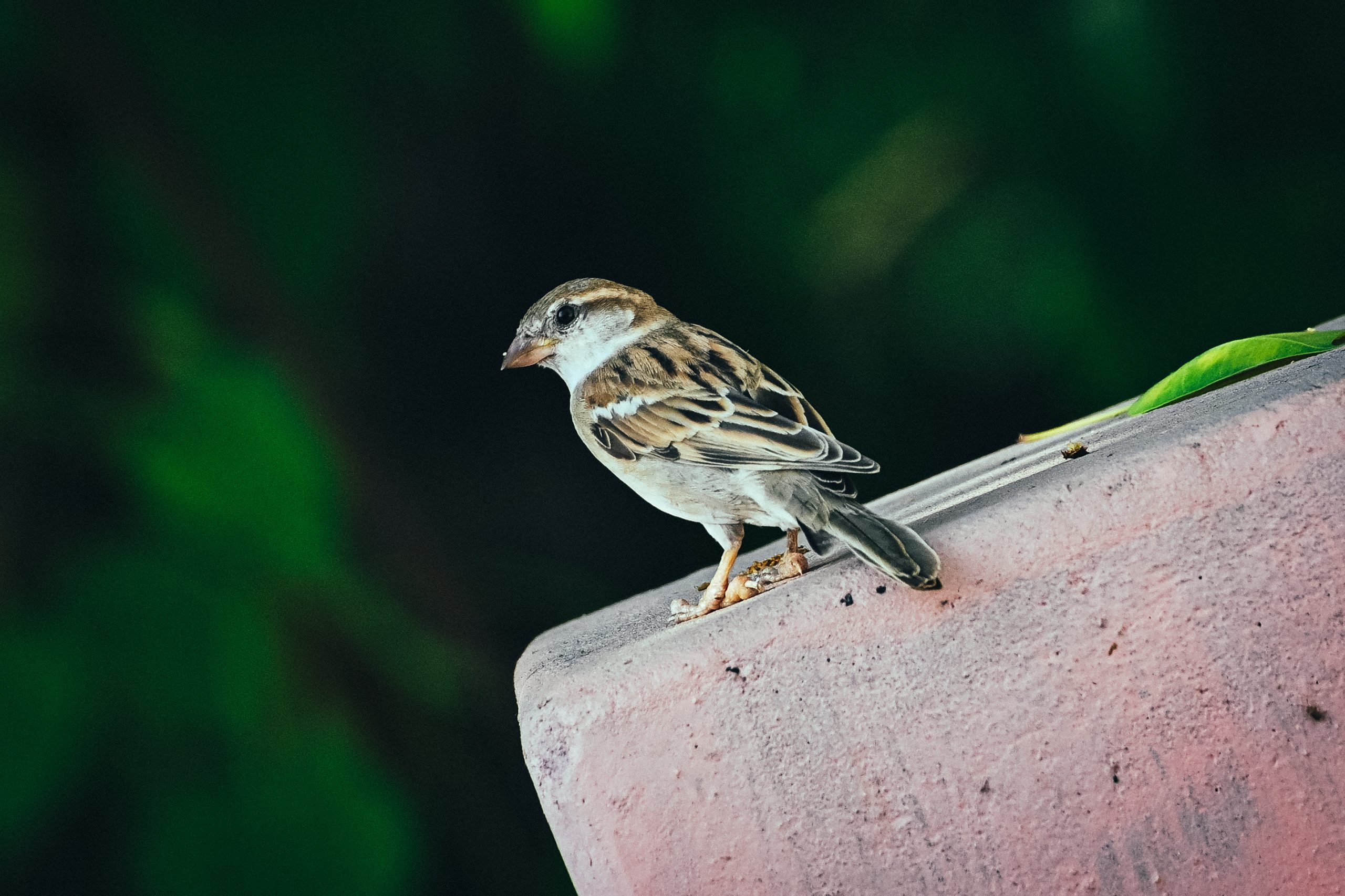An Indian sparrow