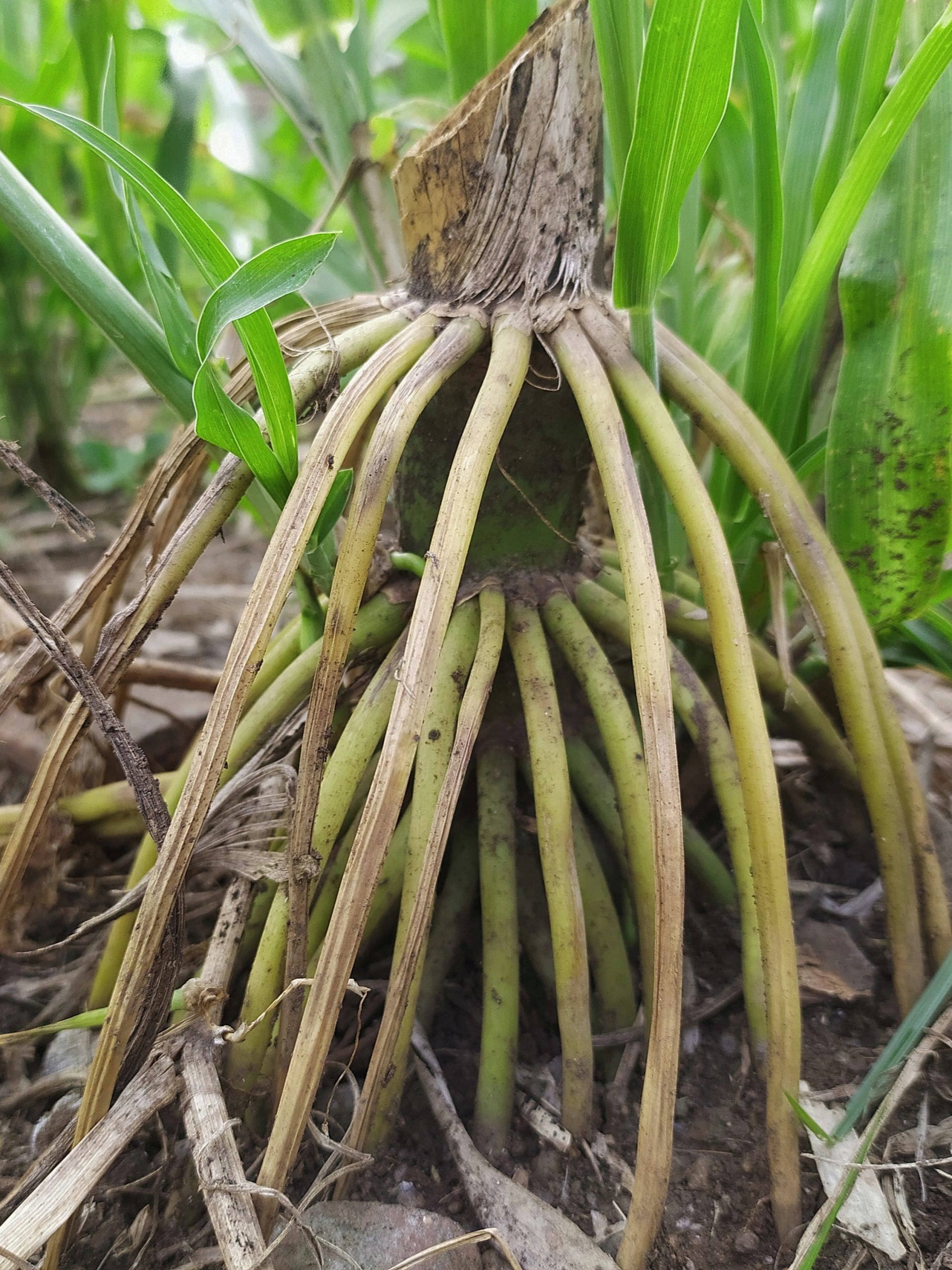 Prop roots of maize plant