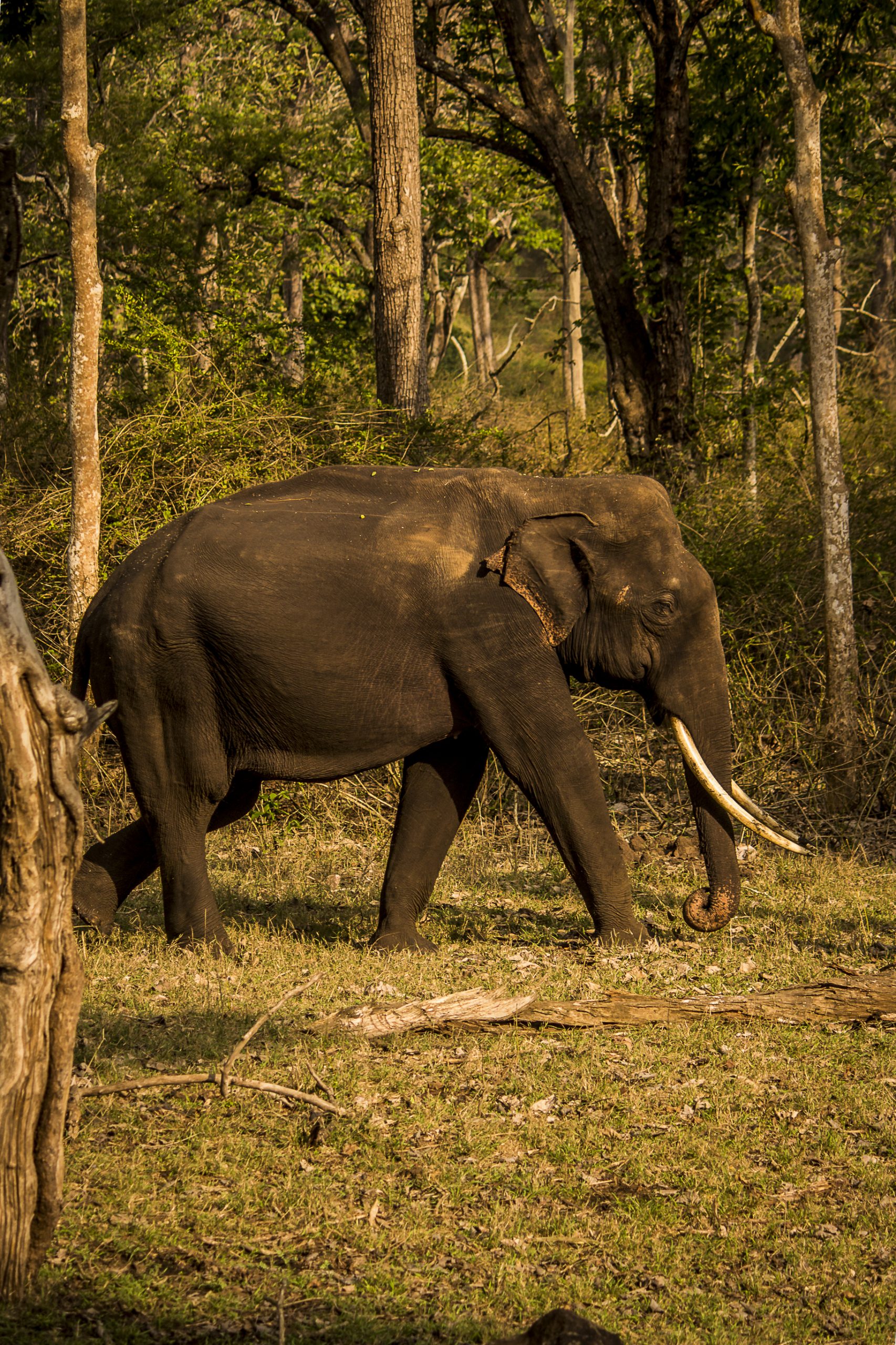 An elephant in a jungle