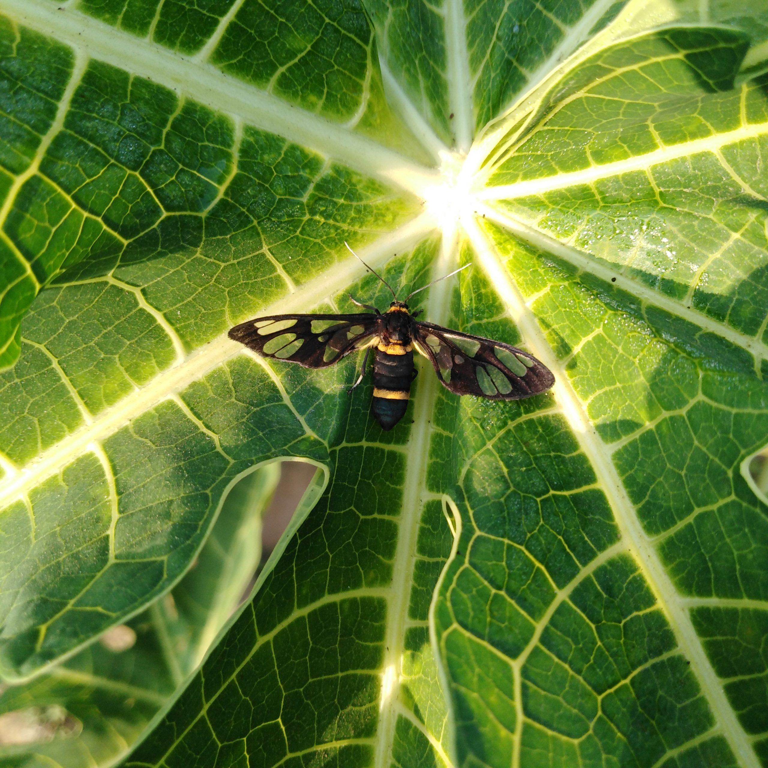 An insect on a leaf