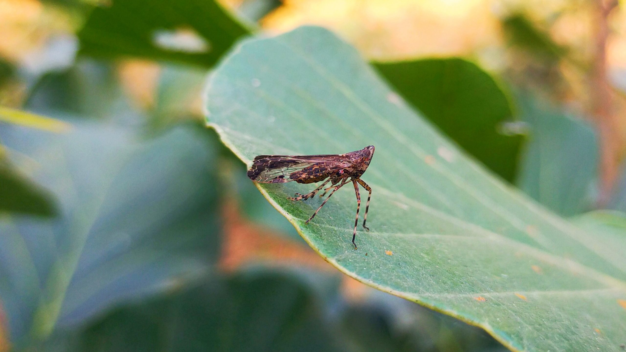 An insect on a leaf