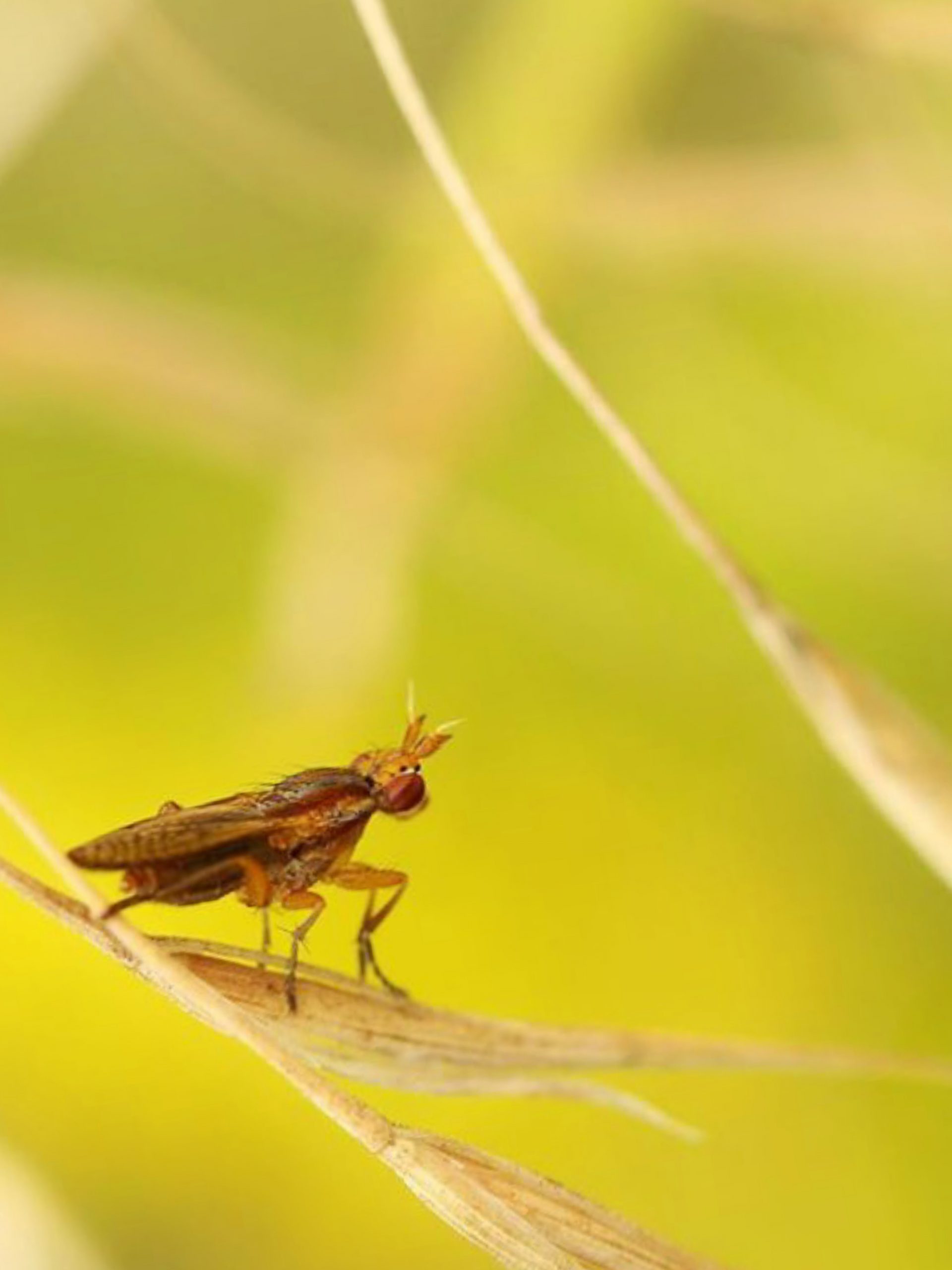 An insect on a leaf