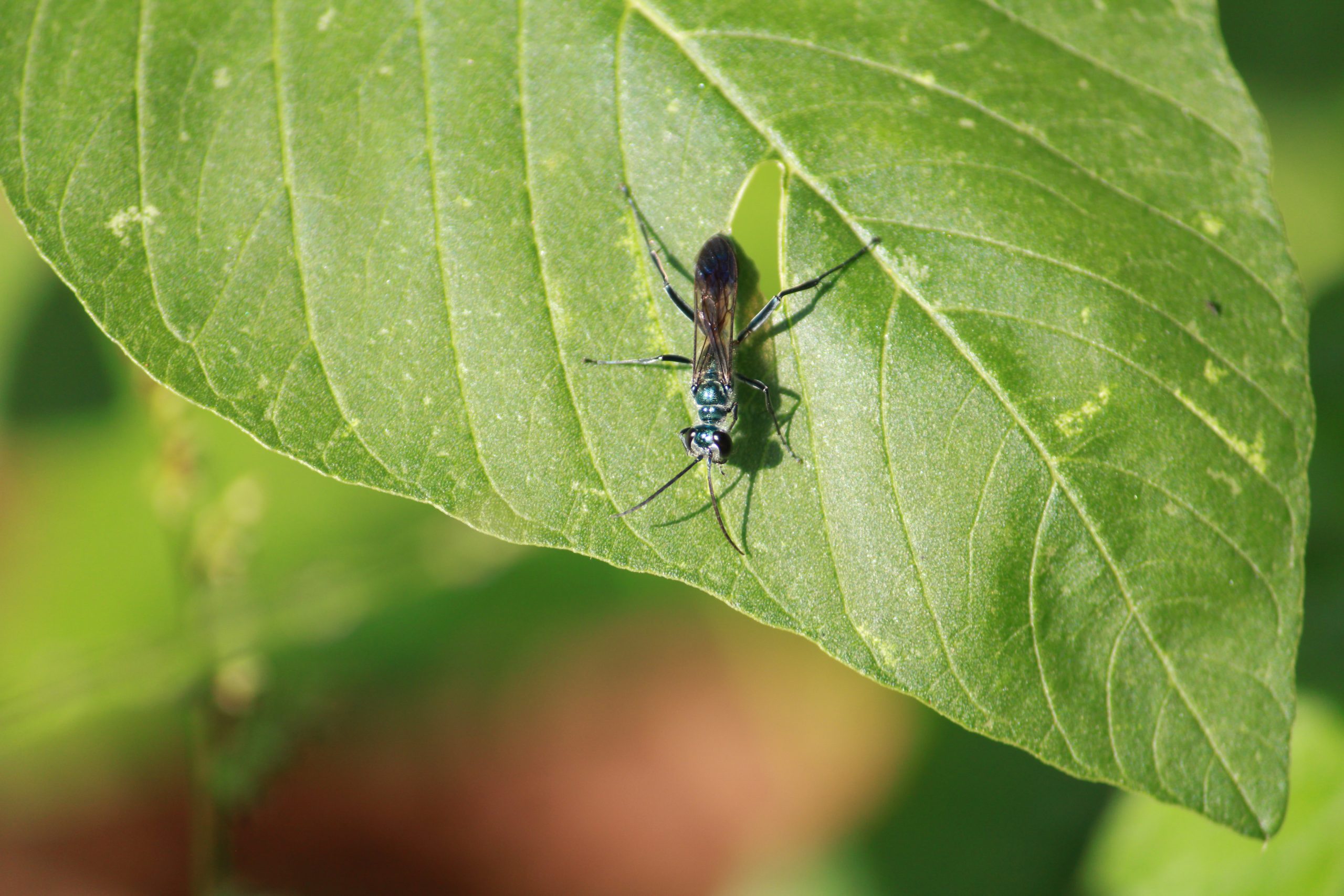 insect on a leaf