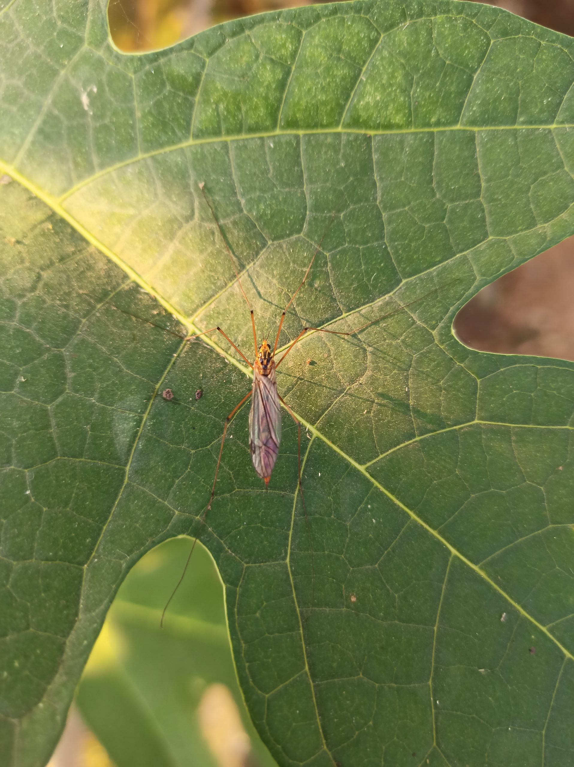 An insect on a leaf