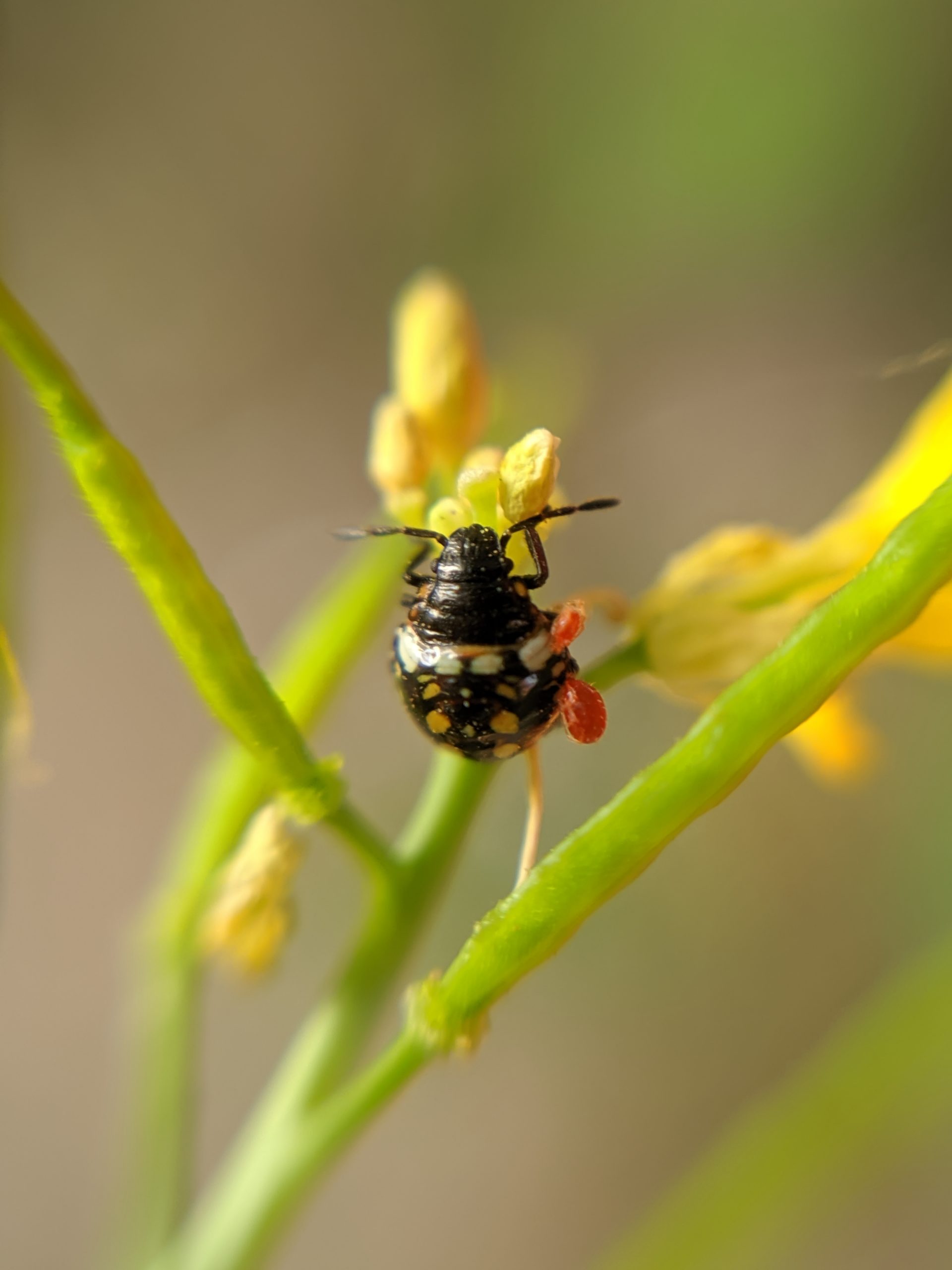 An insect on a plant